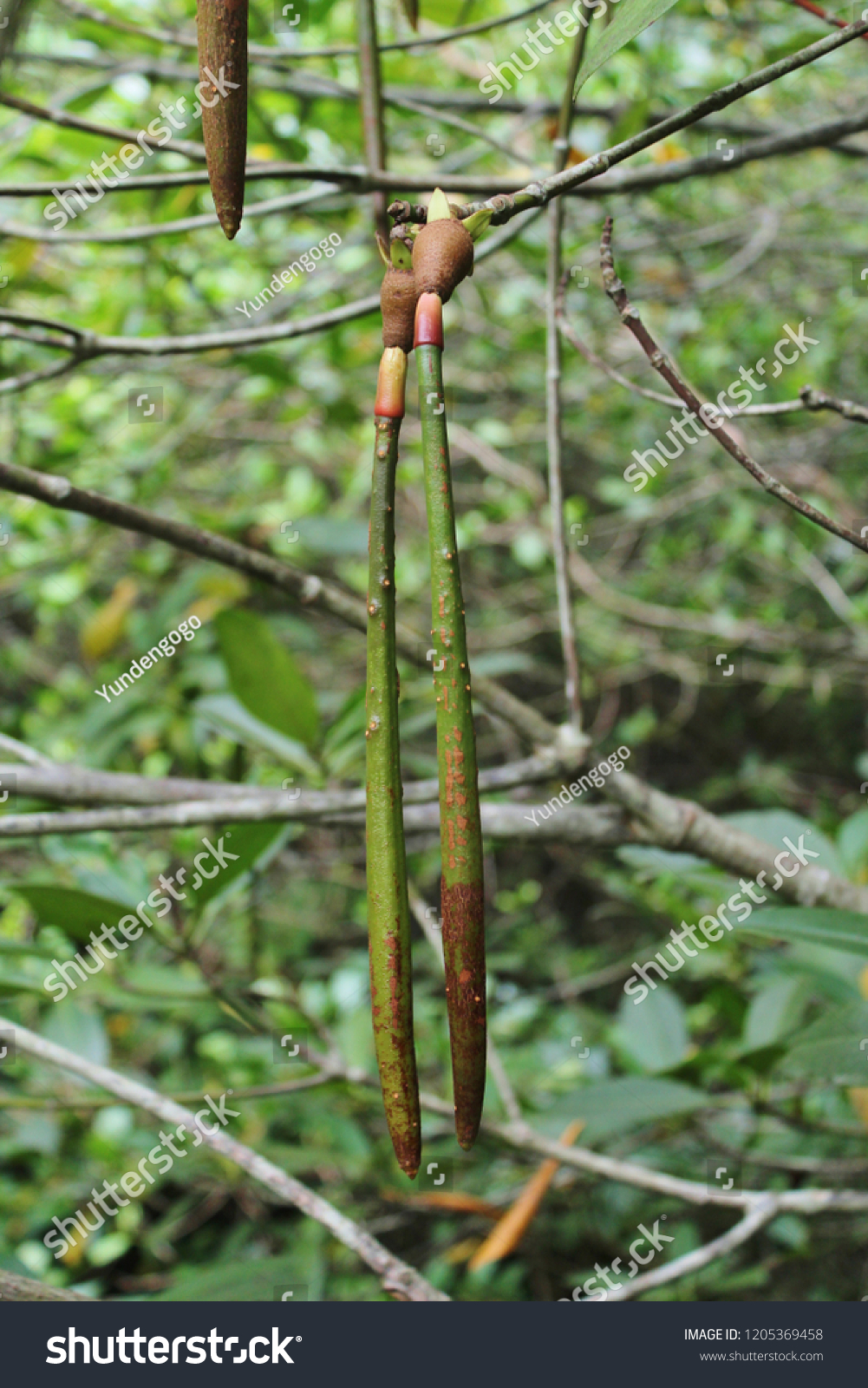Generic AquaGardens | Red Mangrove - Live Plant (Small
