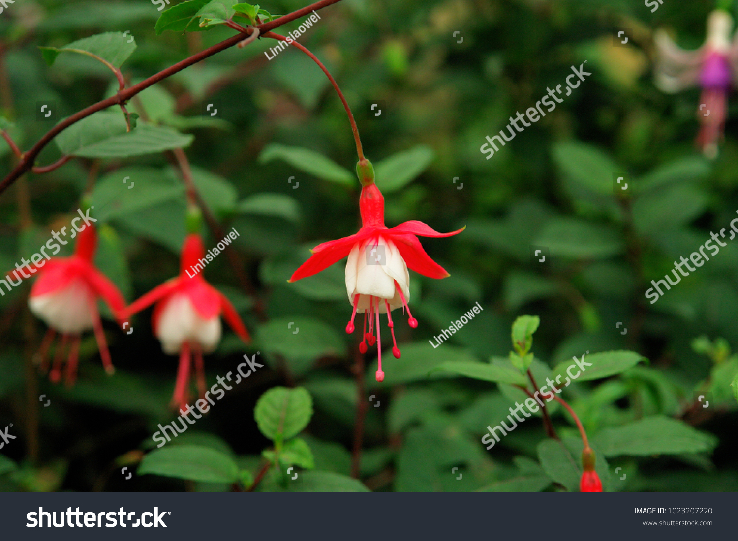 Fuchsia Hybrida Hort Blooming Winter During Stock Photo (Edit Now