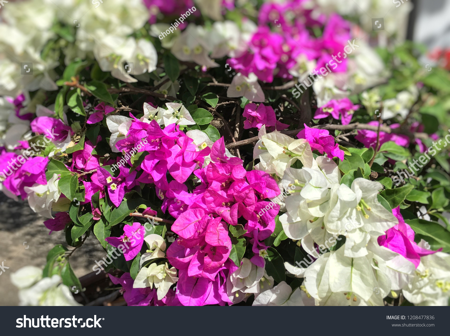 Fuengfah Scientific Name Bougainvillea Flowers Like Stock Photo Edit Now 1208477836