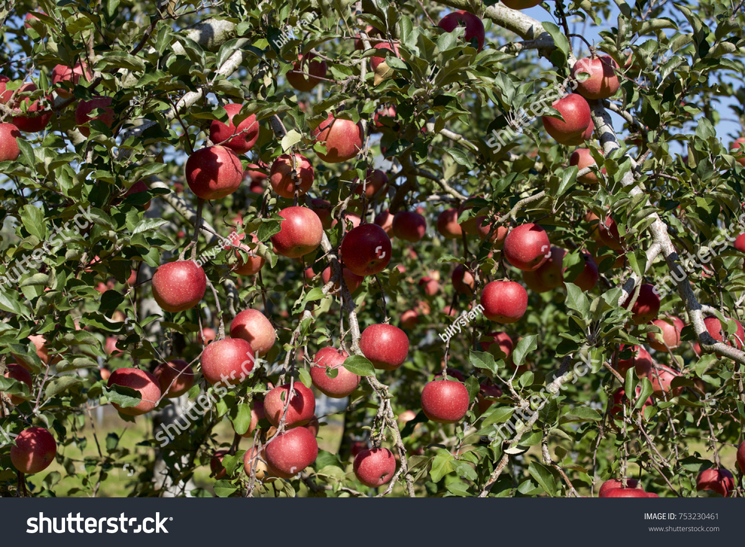 Fuji apples in Japanese orchard. Delicious Fuji apples of Japanese ...