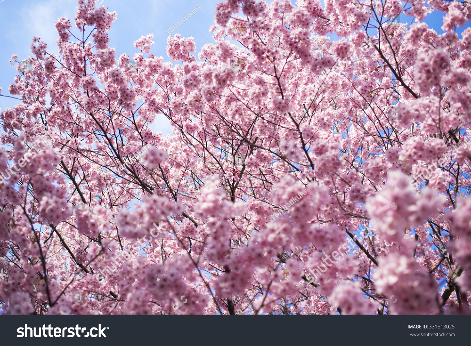 Ful-Bloomed Cherry Blossom Over Blue Sky Background Stock Photo ...