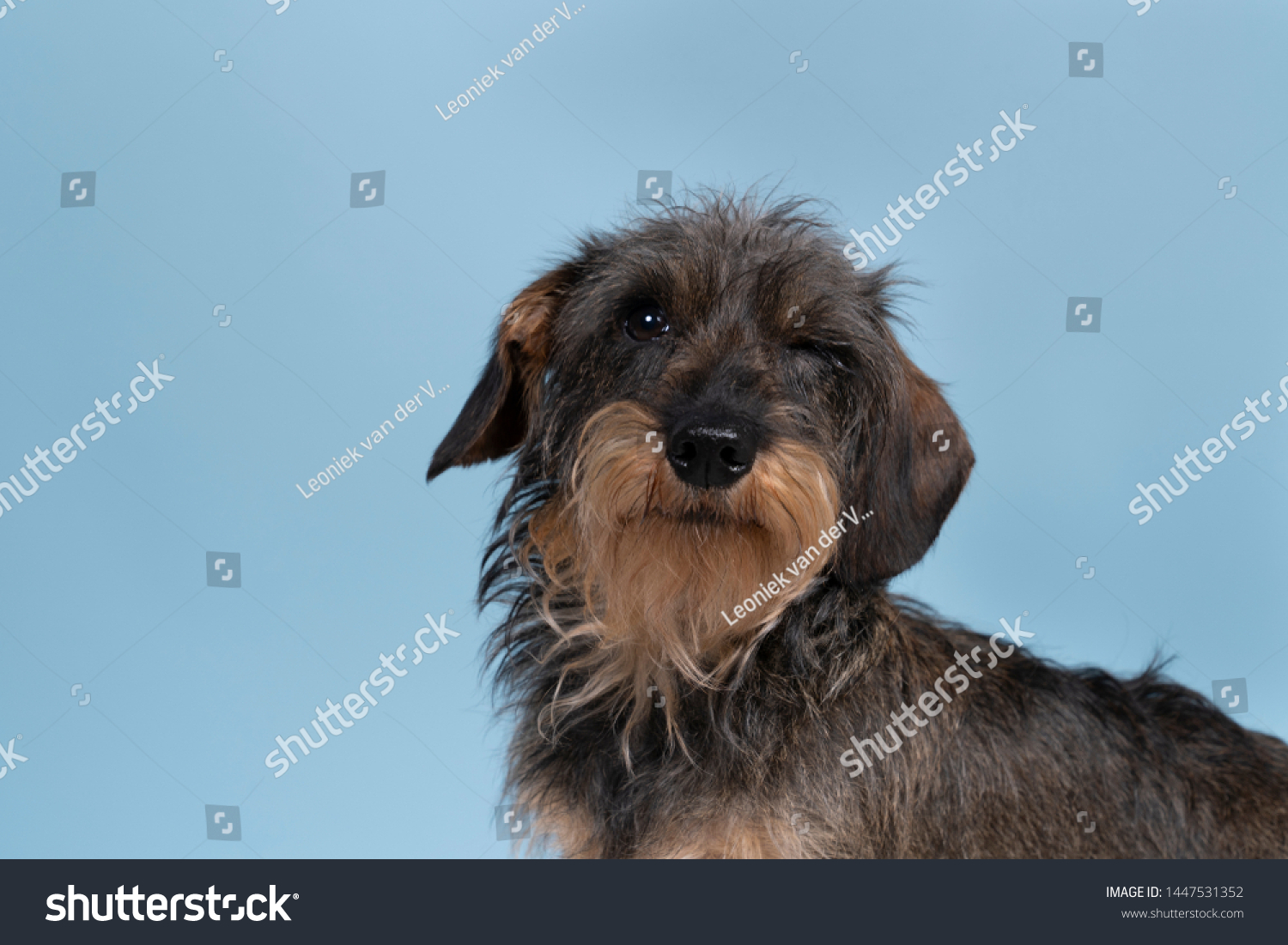 blue wire haired dachshund