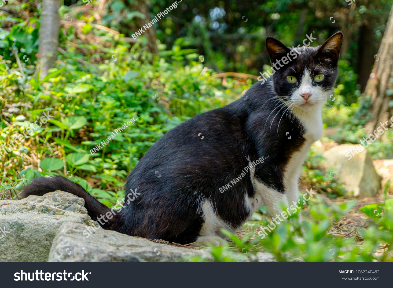 Full Body Black Cat That Has Stock Photo 1062240482 | Shutterstock