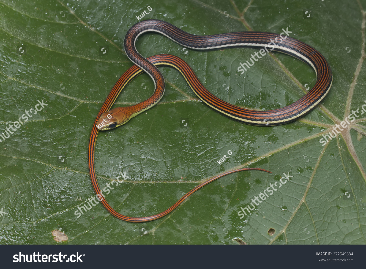 Full Body Shot Of A Striped Bronzeback Snake. Stock Photo 272549684 ...