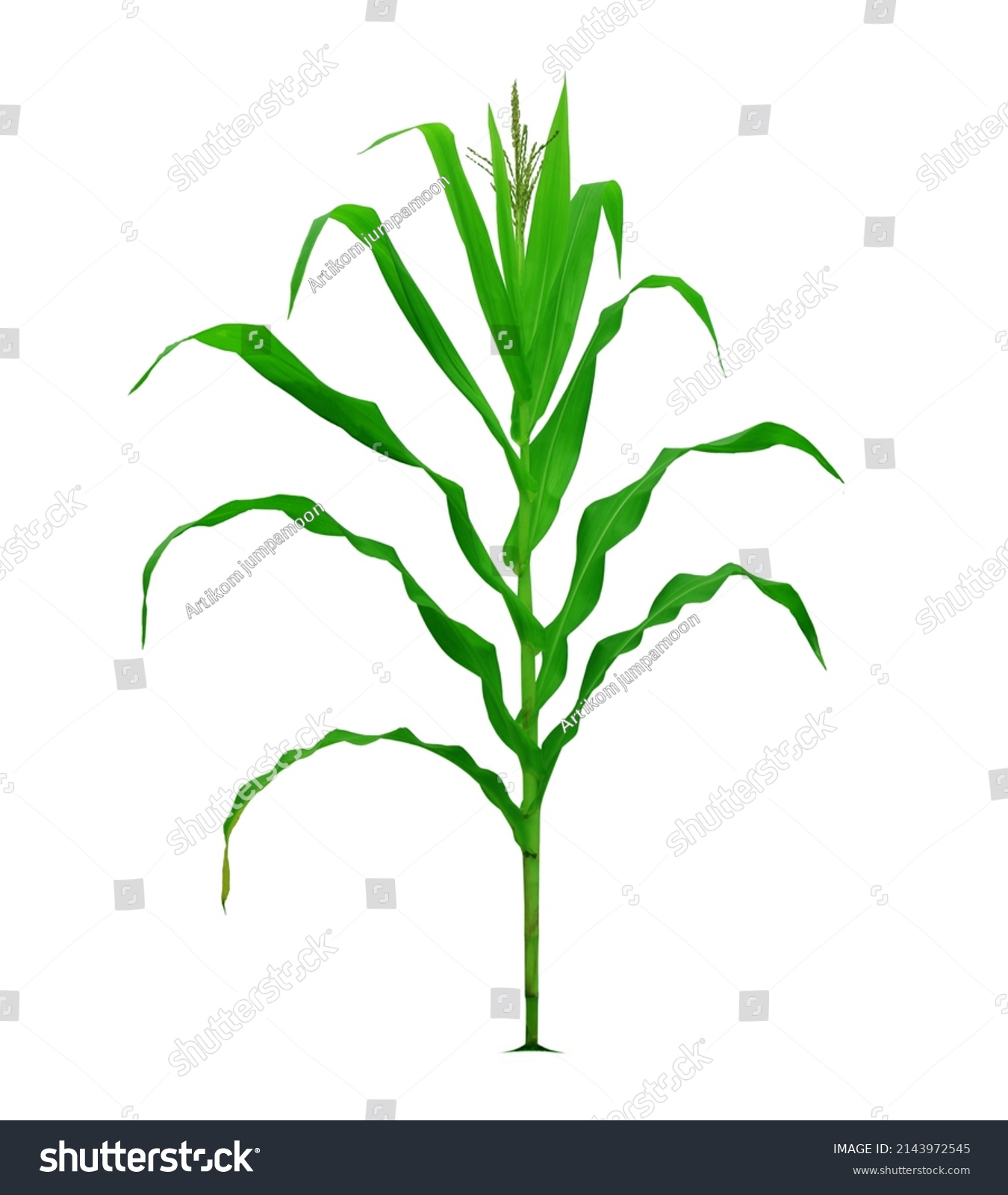 Full Corn Plant Roots Stems Fruits Stock Photo 2143972545 Shutterstock