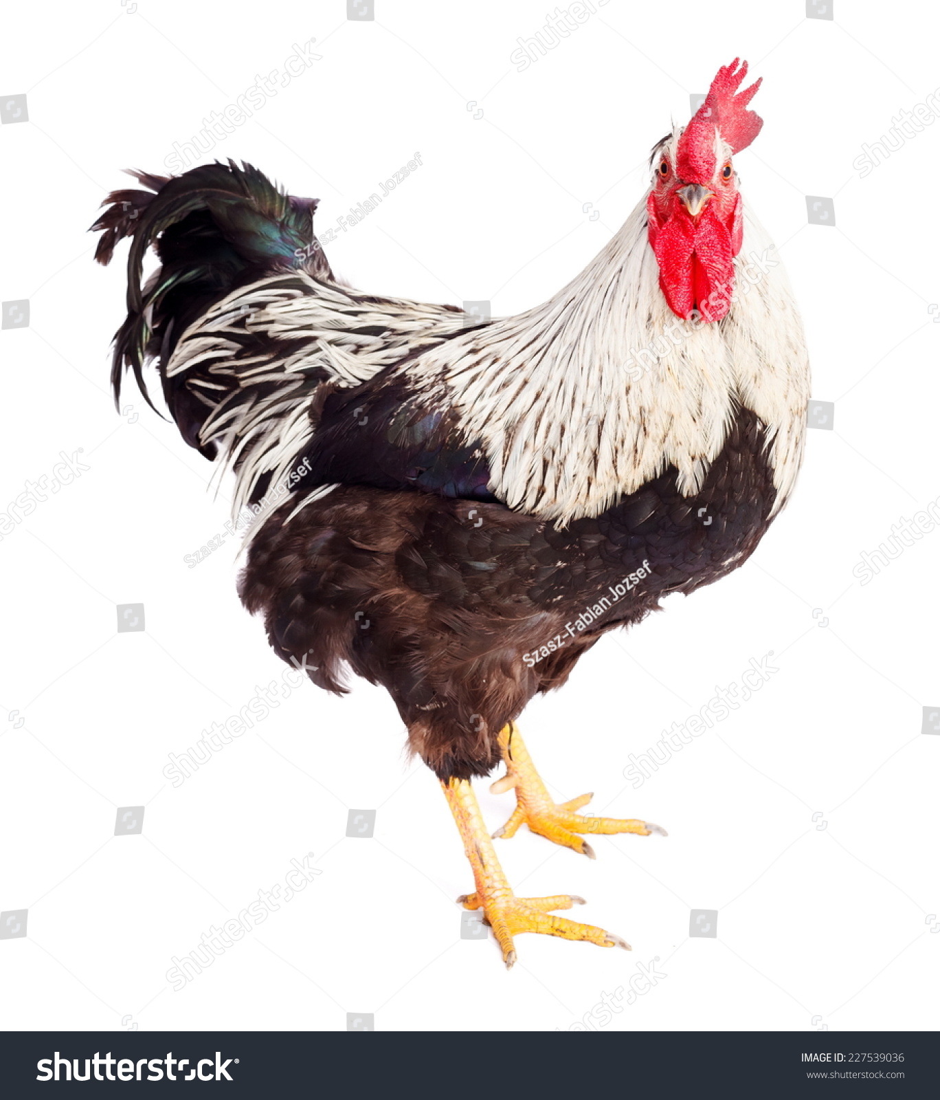 Fullgrown Rooster Black White Feathers Studio Stock Photo (Edit Now ...