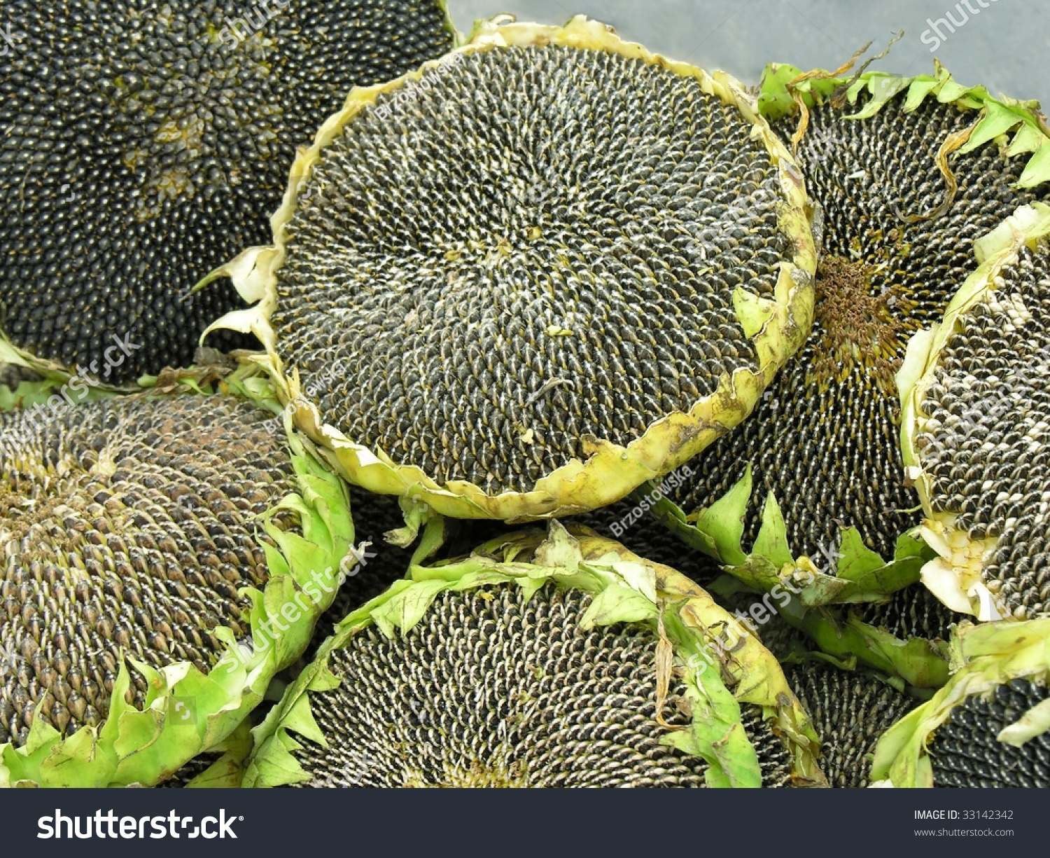 Full-Grown Sunflower With Grains Stock Photo 33142342 : Shutterstock