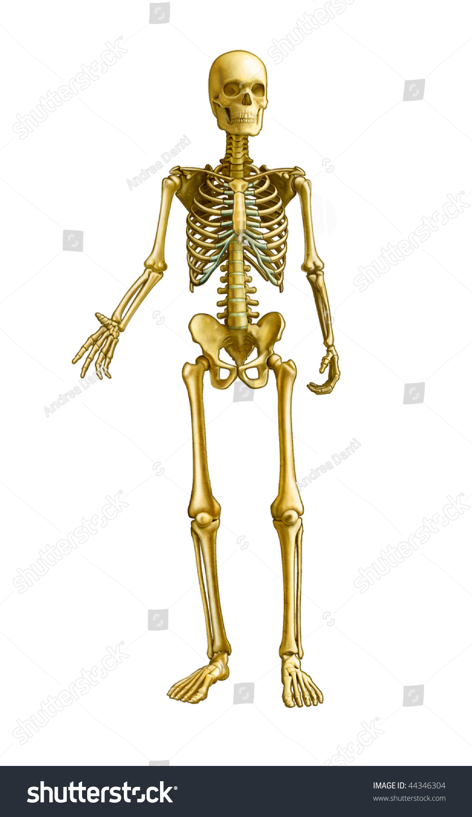 Full Human Skeleton Front View Digital Stock Illustration 44346304 ...