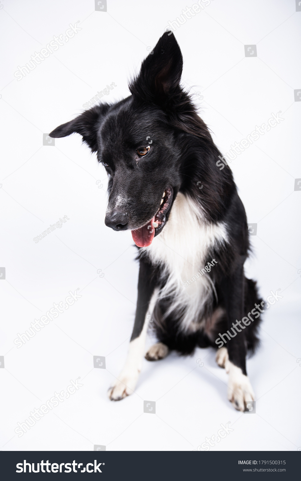 54,768 Dog looking down Images, Stock Photos & Vectors | Shutterstock