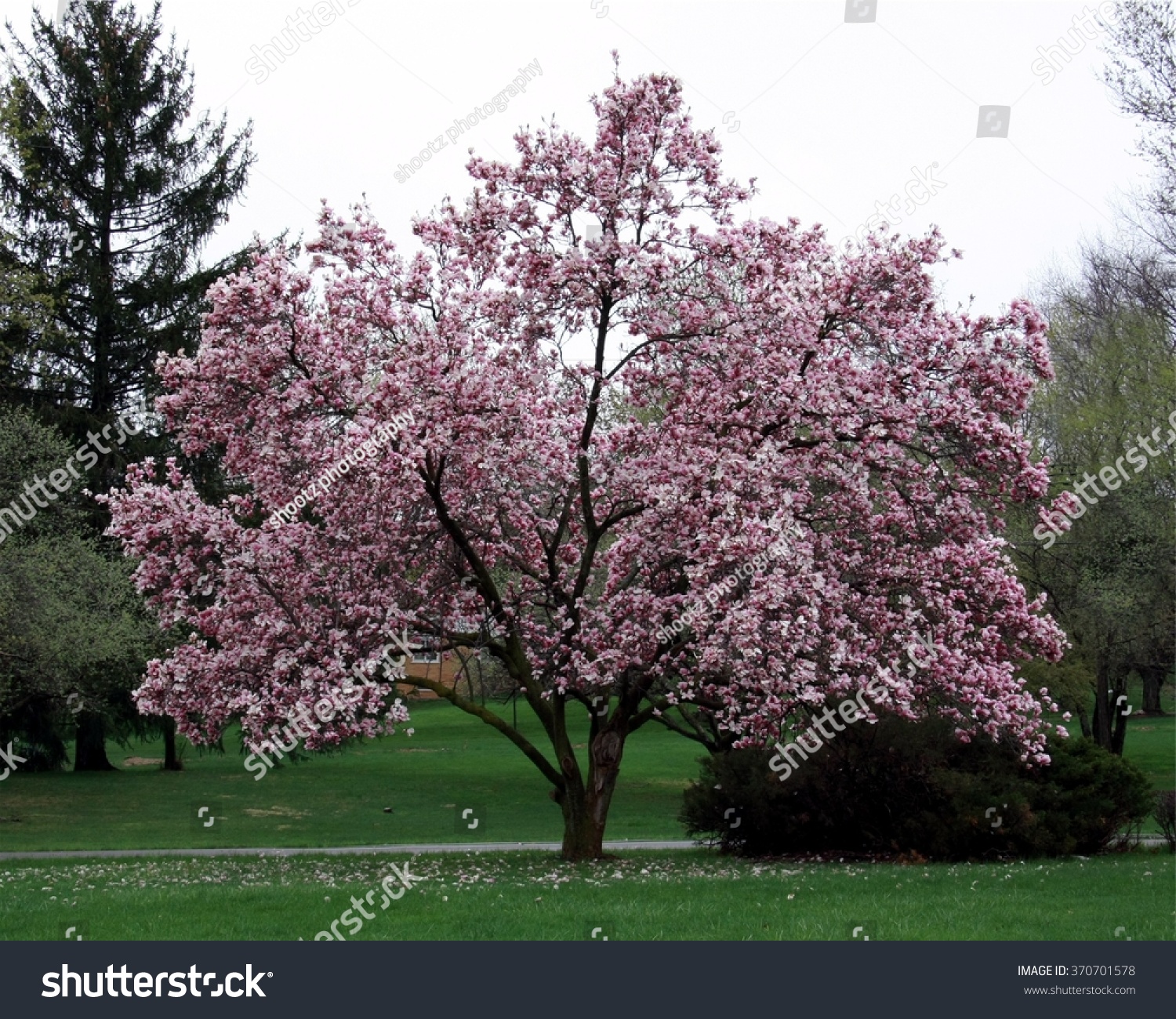 Full Magnolia Tree Bloom Stock Photo (Edit Now) 370701578