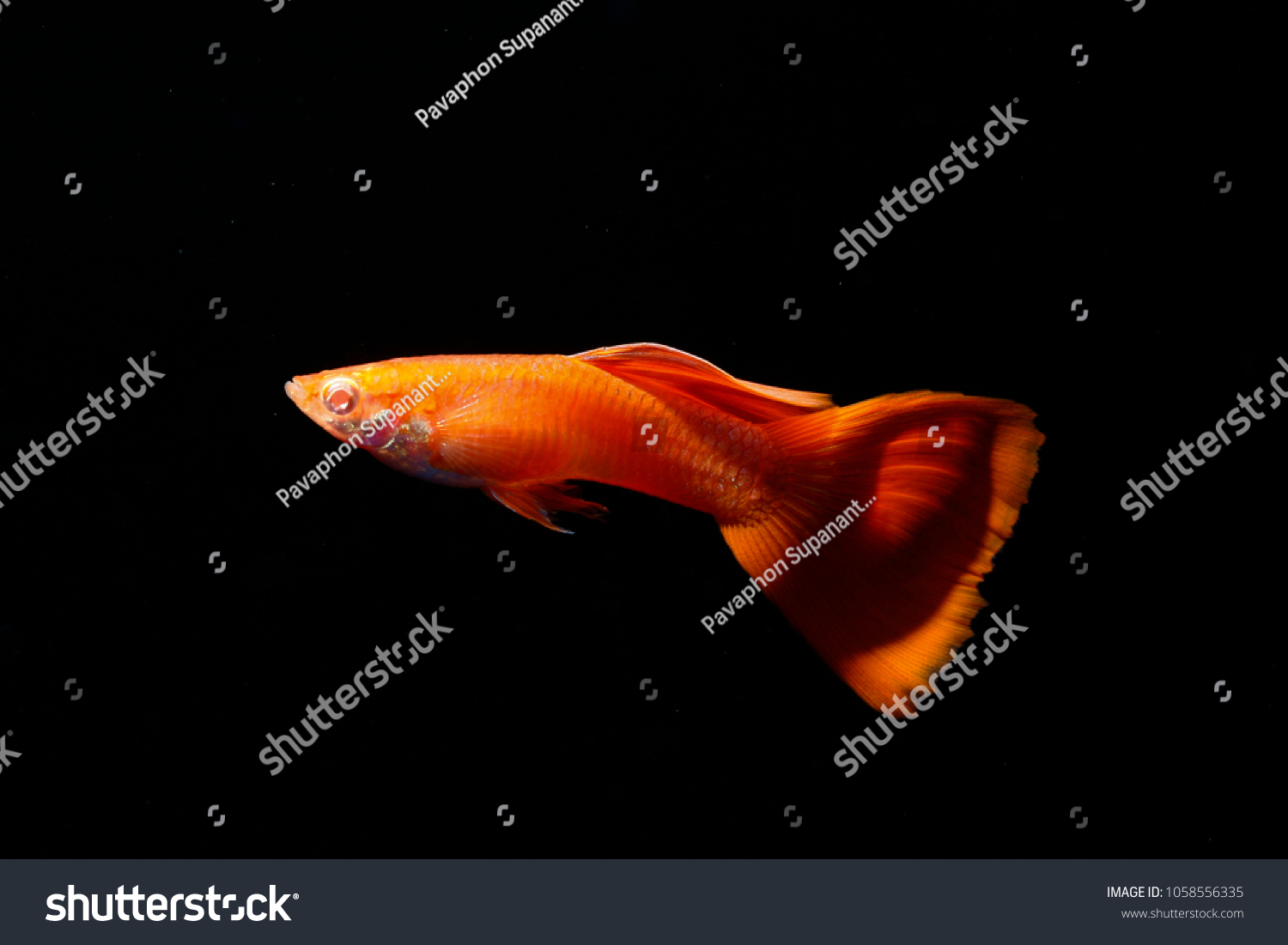 Full Red Guppy Stock Photo 1058556335 | Shutterstock