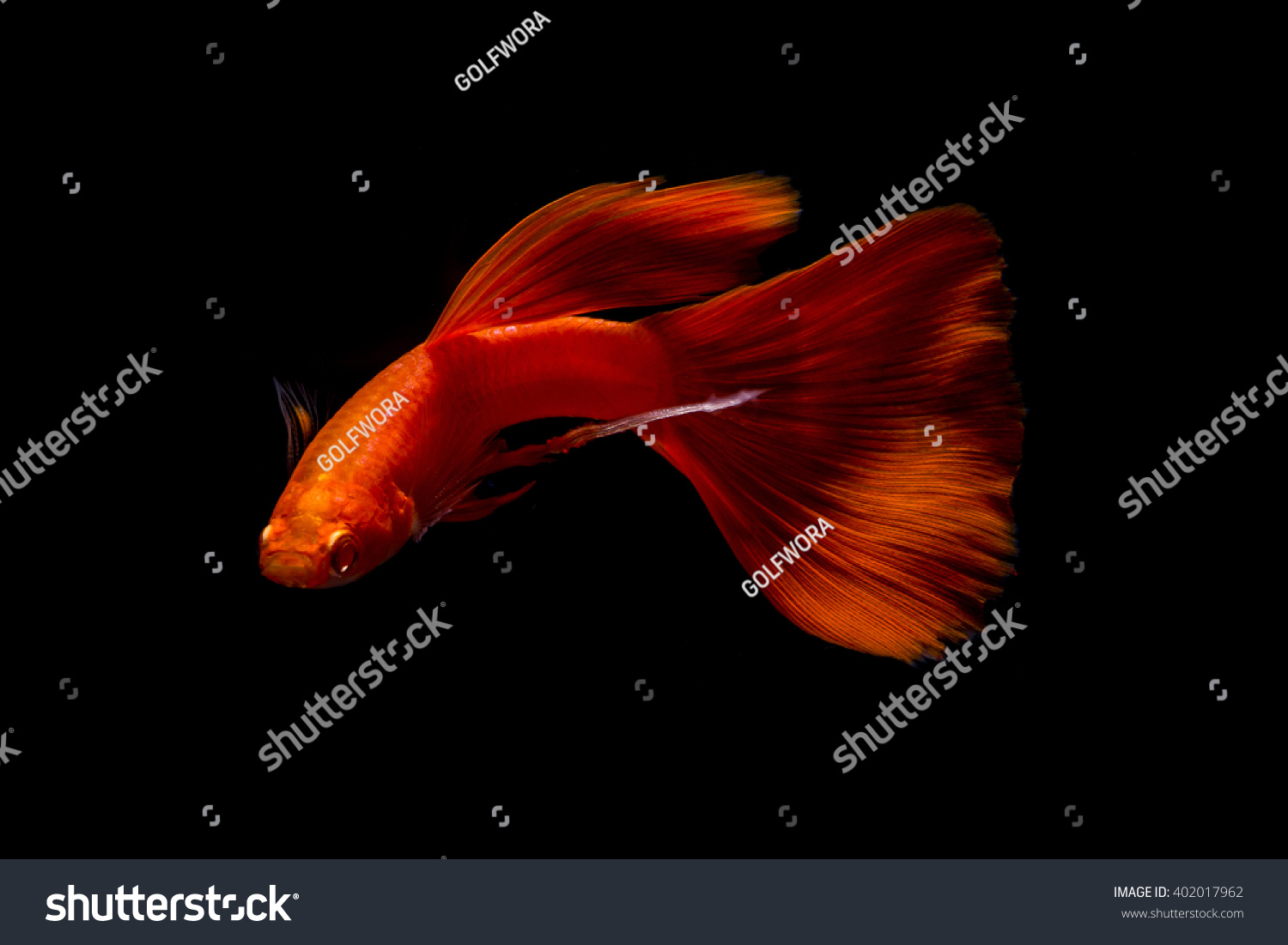 Full Red Guppy Stock Photo (edit Now) 402017962