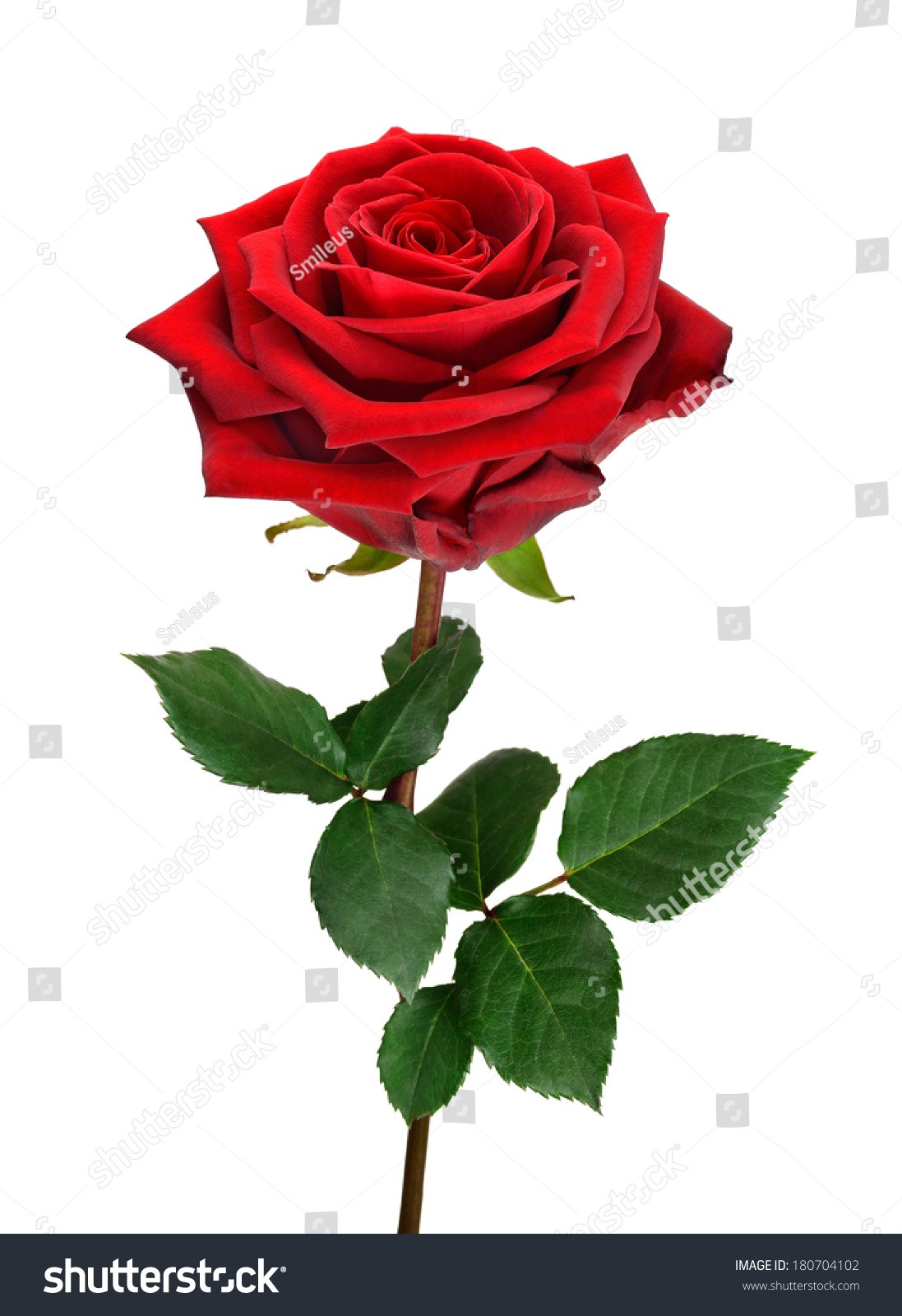 Fully Blossomed Perfect Red Rose Stem Stock Photo 180704102 - Shutterstock