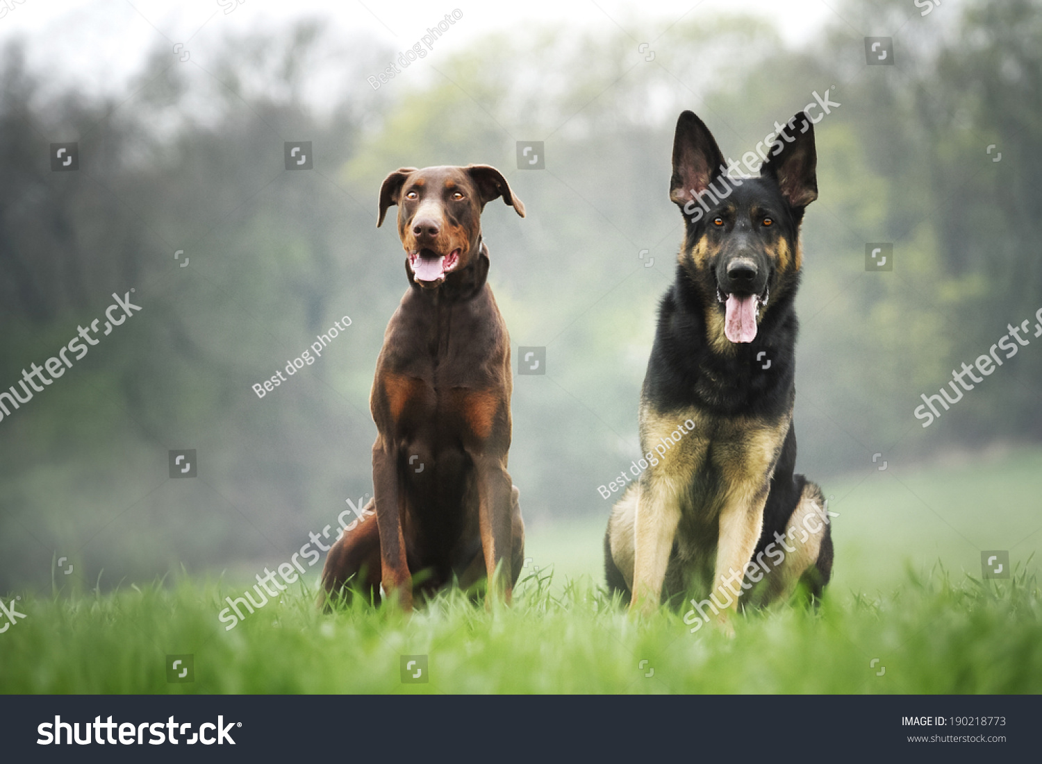 Fun German Shepherd Doberman Pinscher Puppy Stock Photo Edit Now 190218773