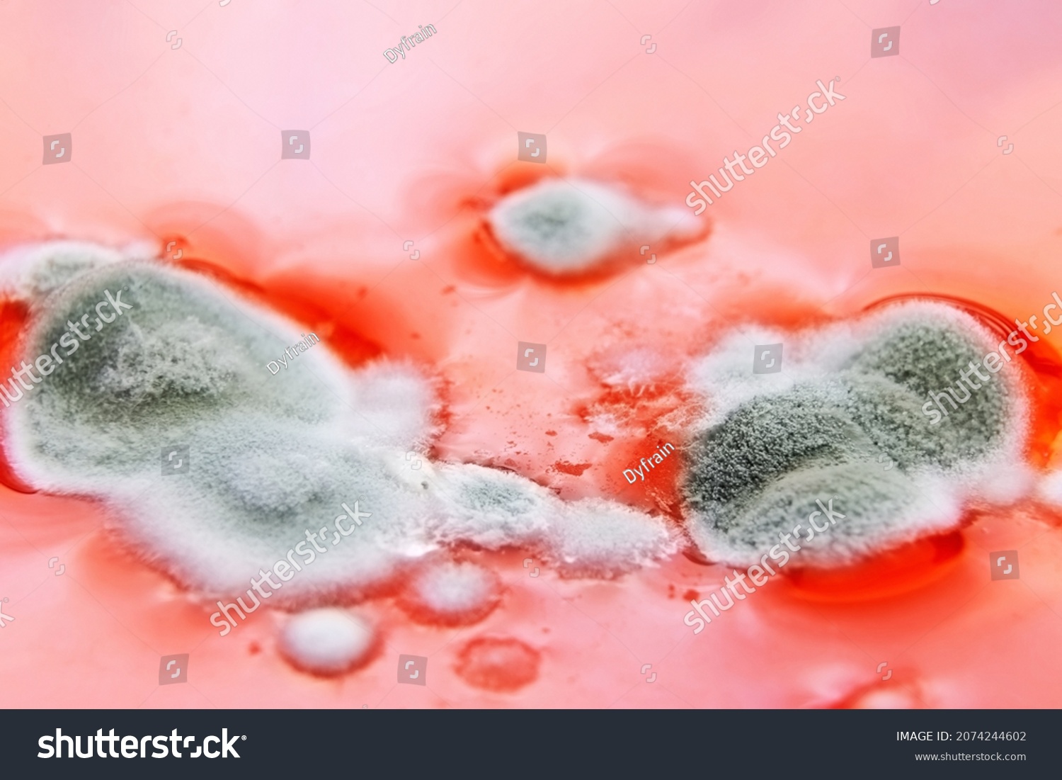 spores-fongiques-dans-le-liquide-bact-rie-photo-de-stock-modifiable