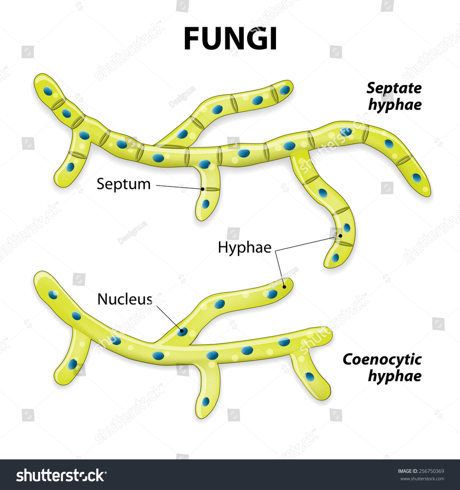 How are fungi classified?
