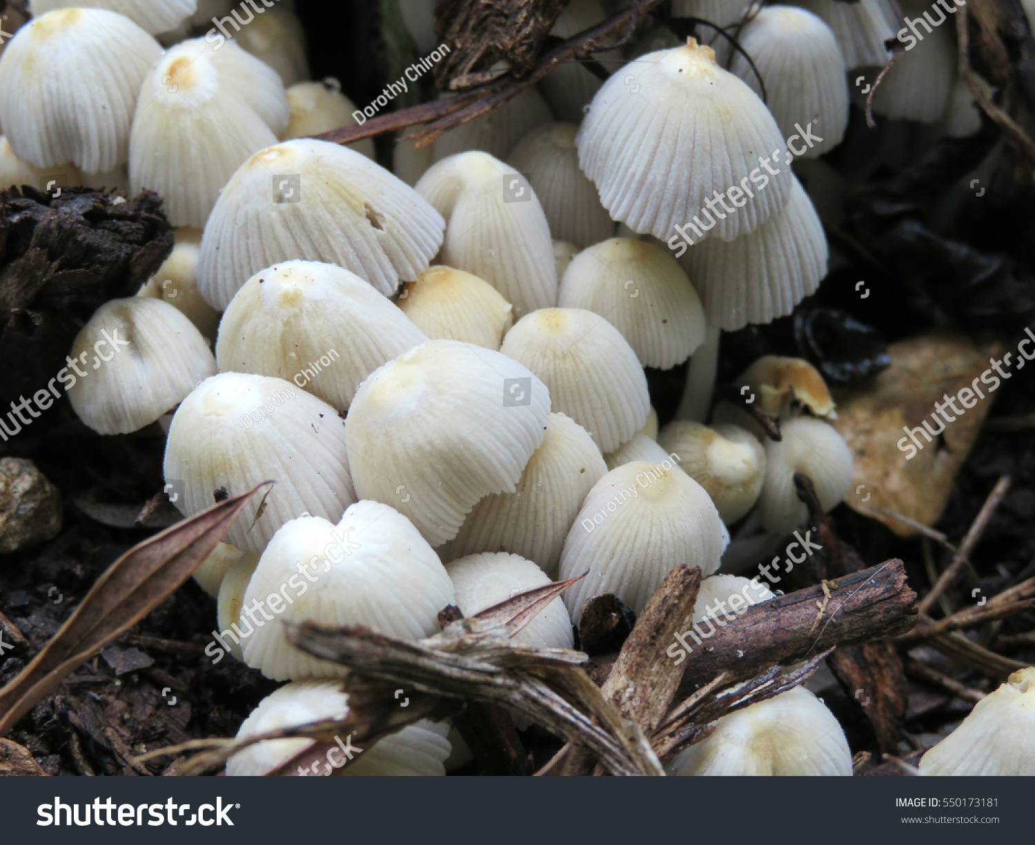 Fungi Growing Garden Australia Stock Photo Edit Now 550173181