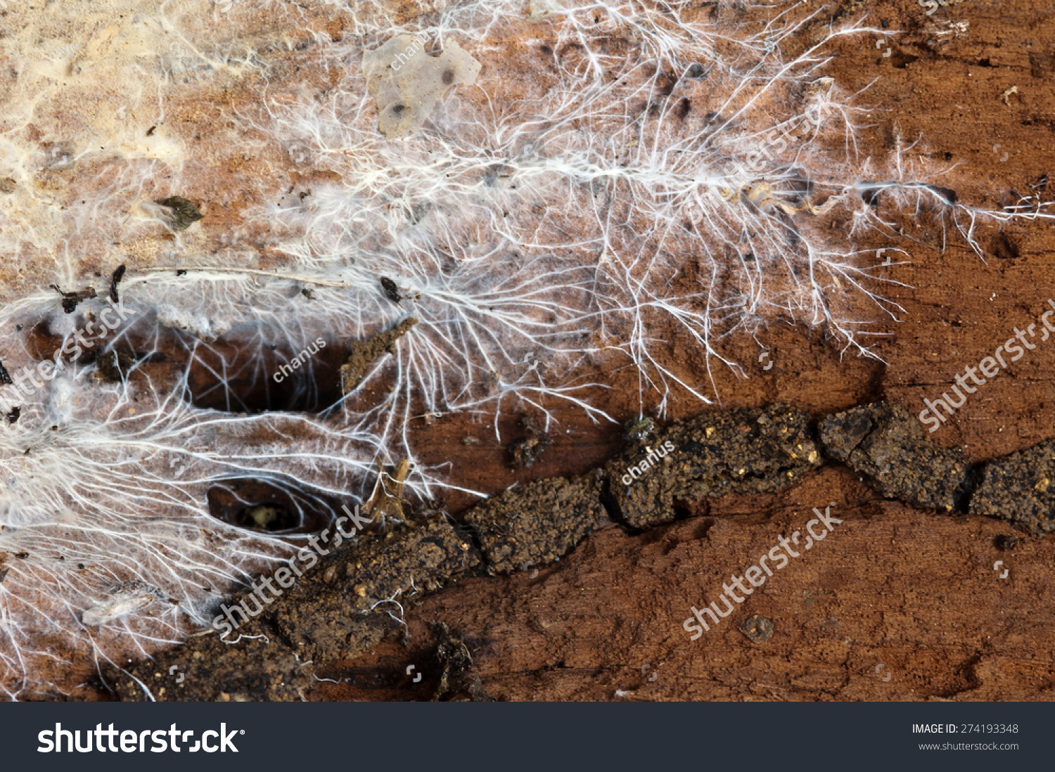 Fungi Mycelium On Wood Stock Photo 274193348 : Shutterstock