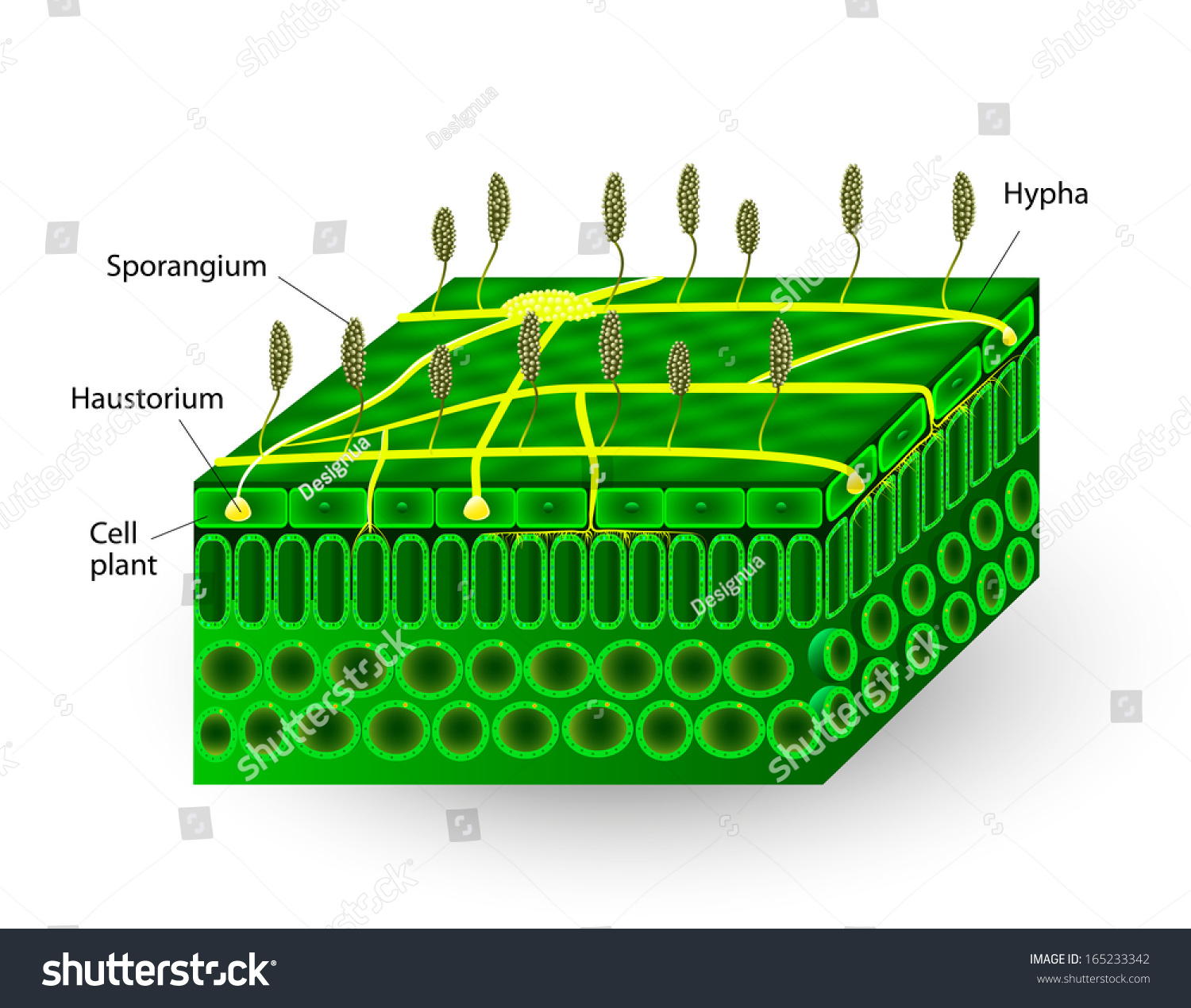 Fungi-Parasites On Plants. Pathogens. Education Diagram Stock Photo ...