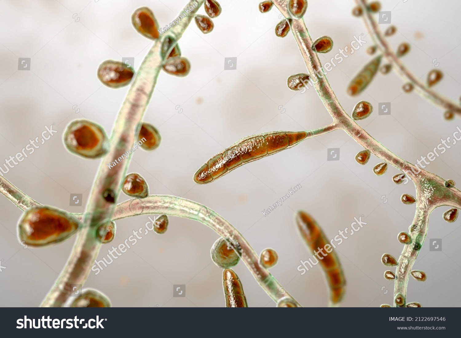 Fungus Trichophyton Rubrum 3d Illustration Showing Stock Illustration ...