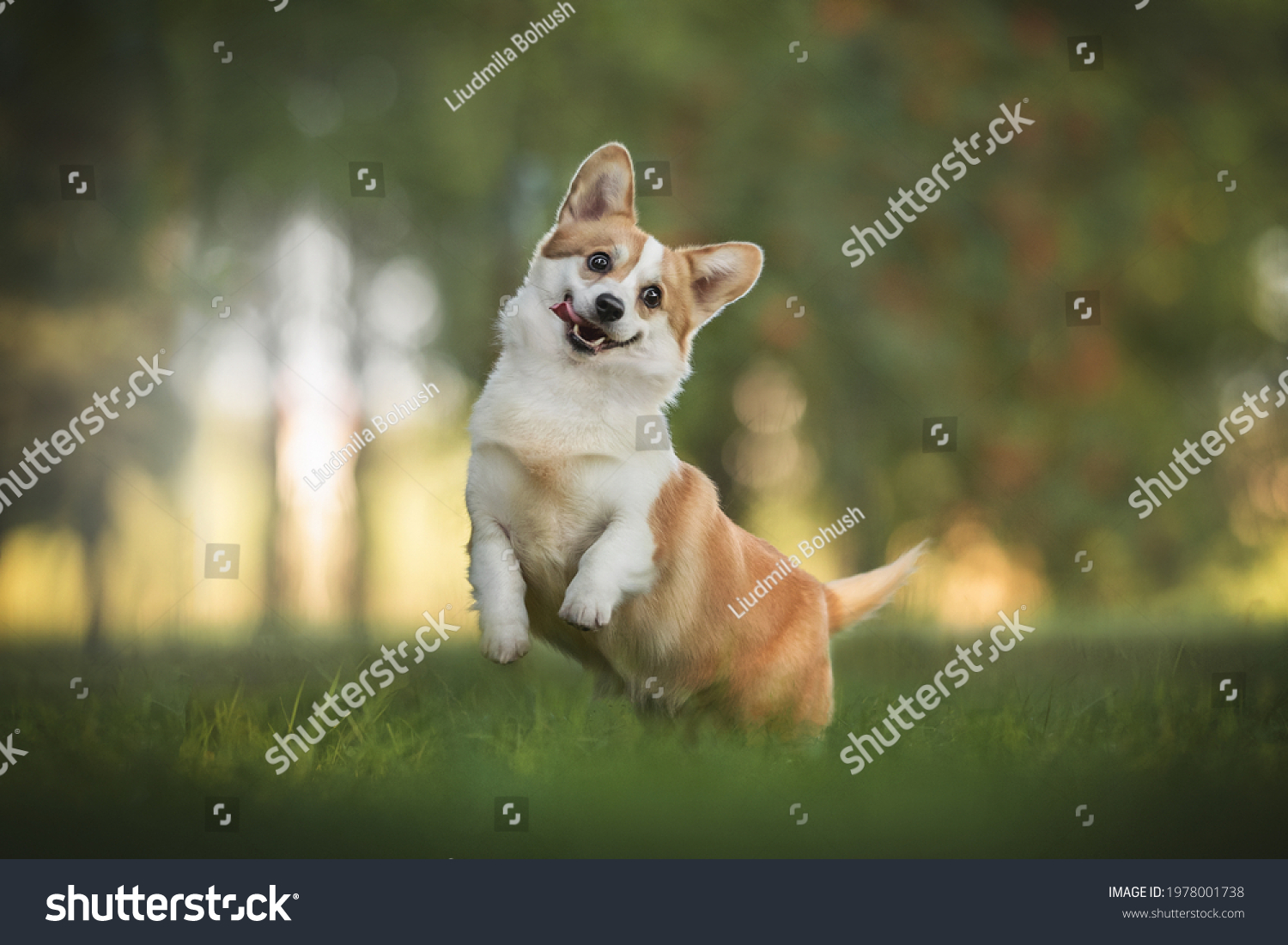 Funny Crazy Welsh Corgi Pembroke His Stock Photo 1978001738 | Shutterstock