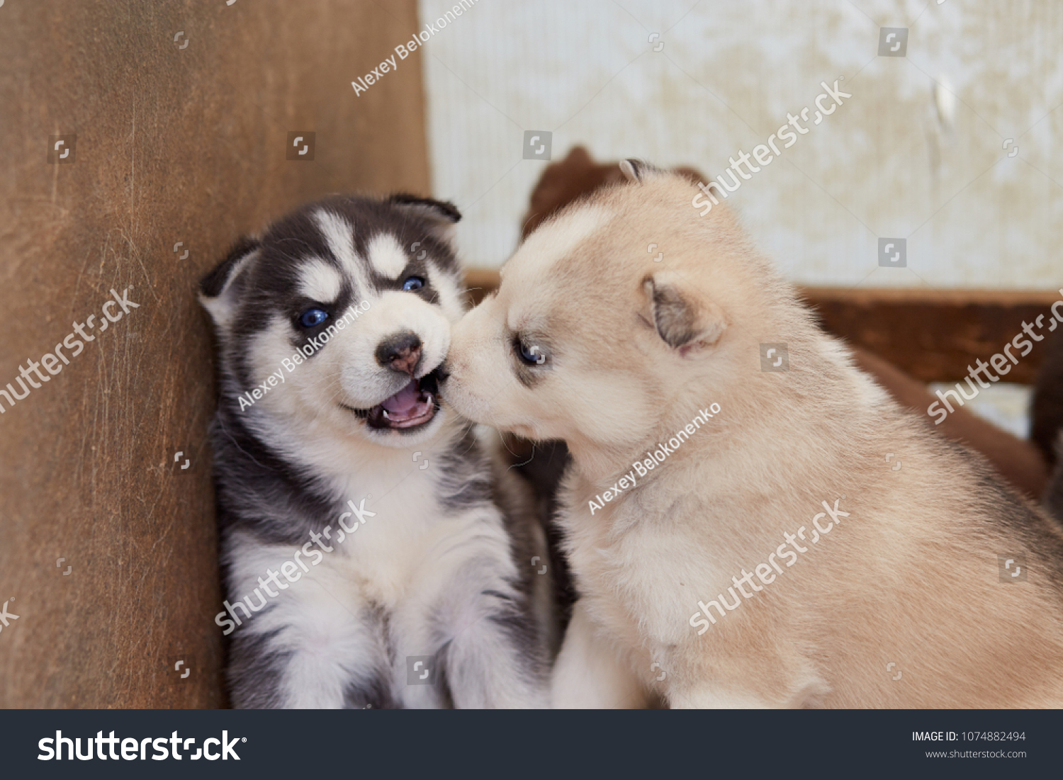 funny husky puppies