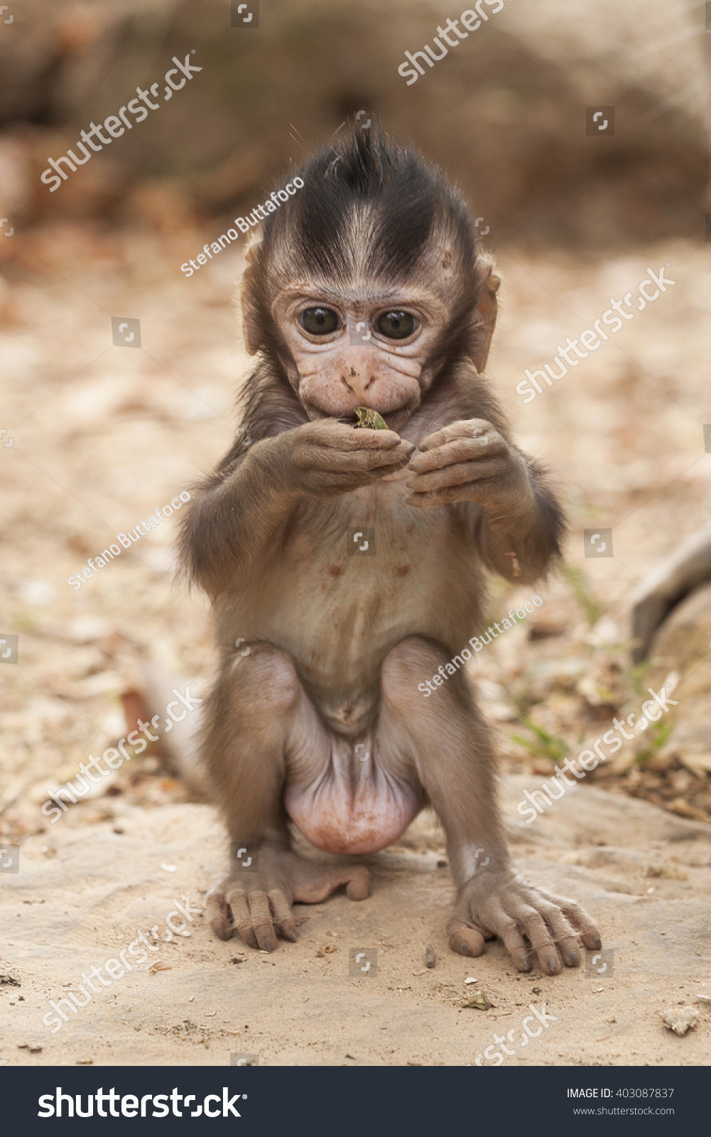 Funny Baby Monkey Big Testicles Stock Photo Edit Now