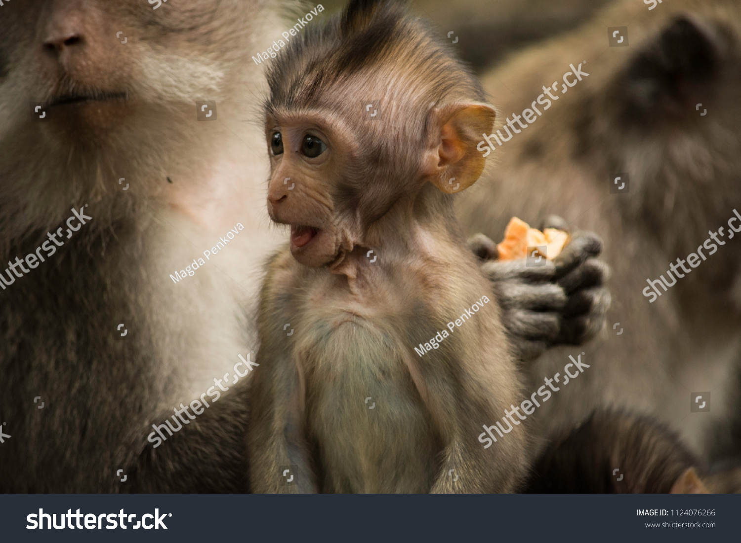 Funny Baby Monkey Shocking Face Stock Photo Edit Now