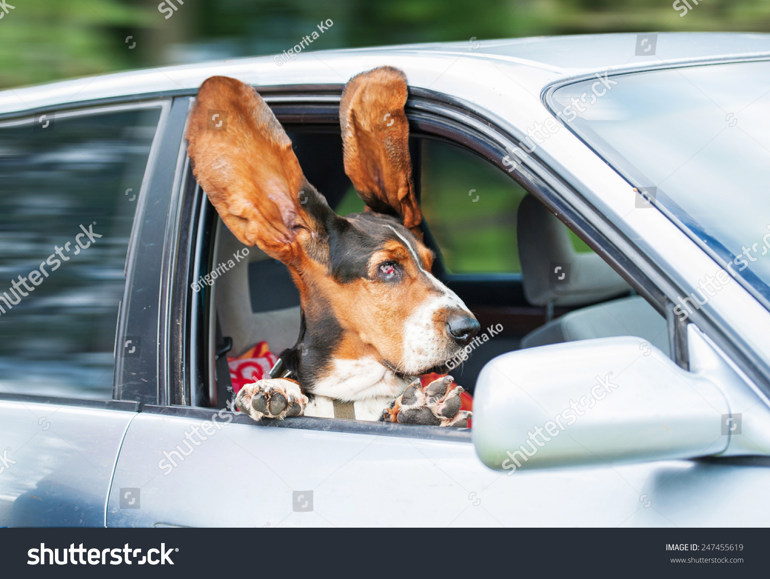 stock-photo-funny-basset-hound-with-ears-up-driving-in-a-car-247455619.jpg
