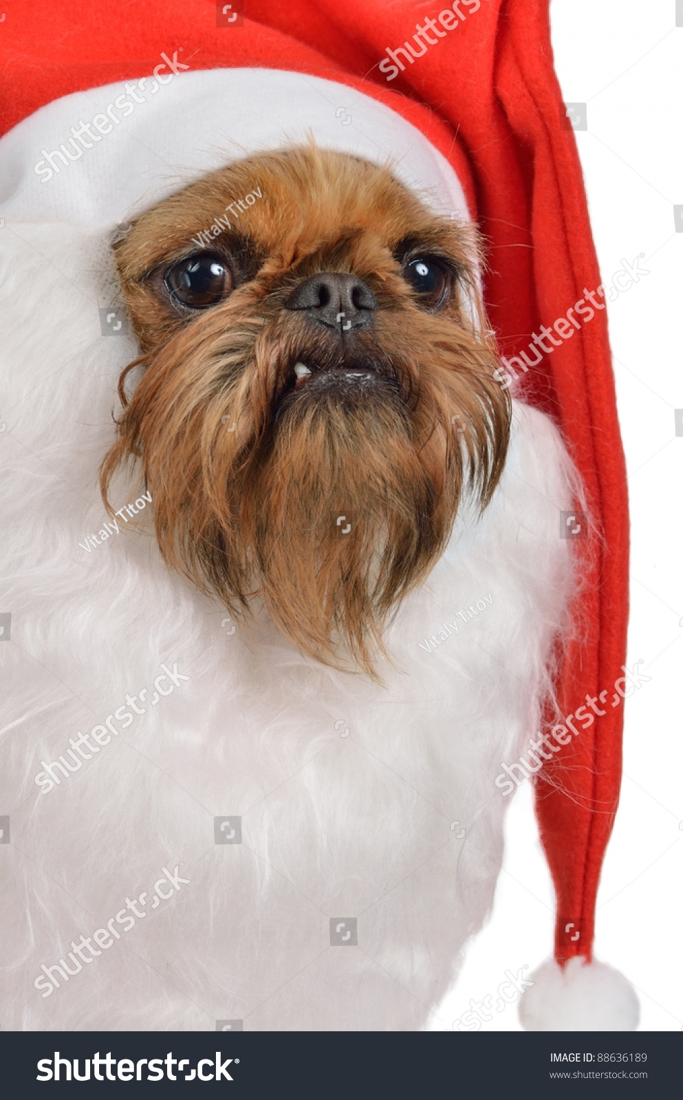 bearded griffon dog