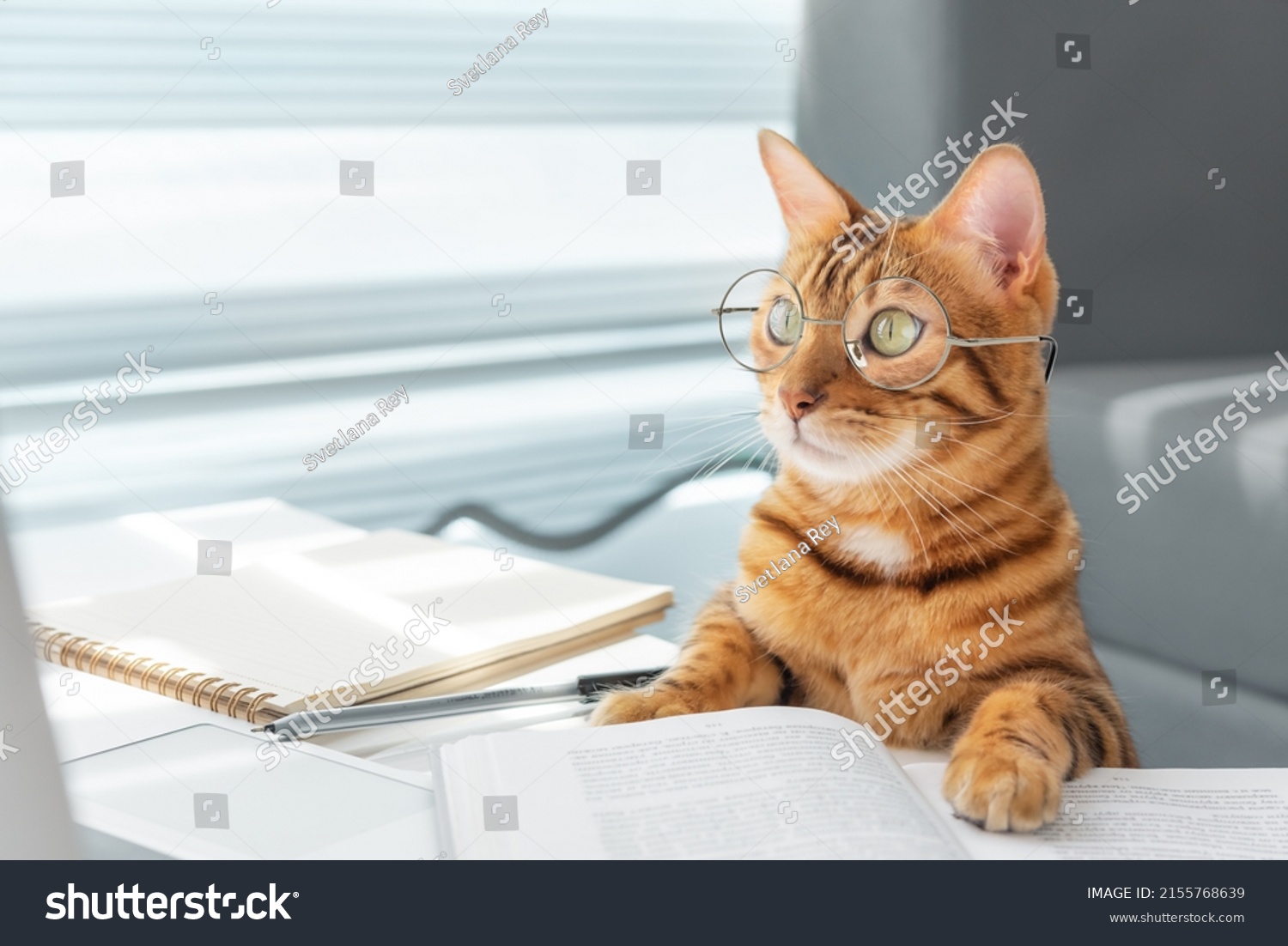 3 845件の 猫 パソコン の画像 写真素材 ベクター画像 Shutterstock