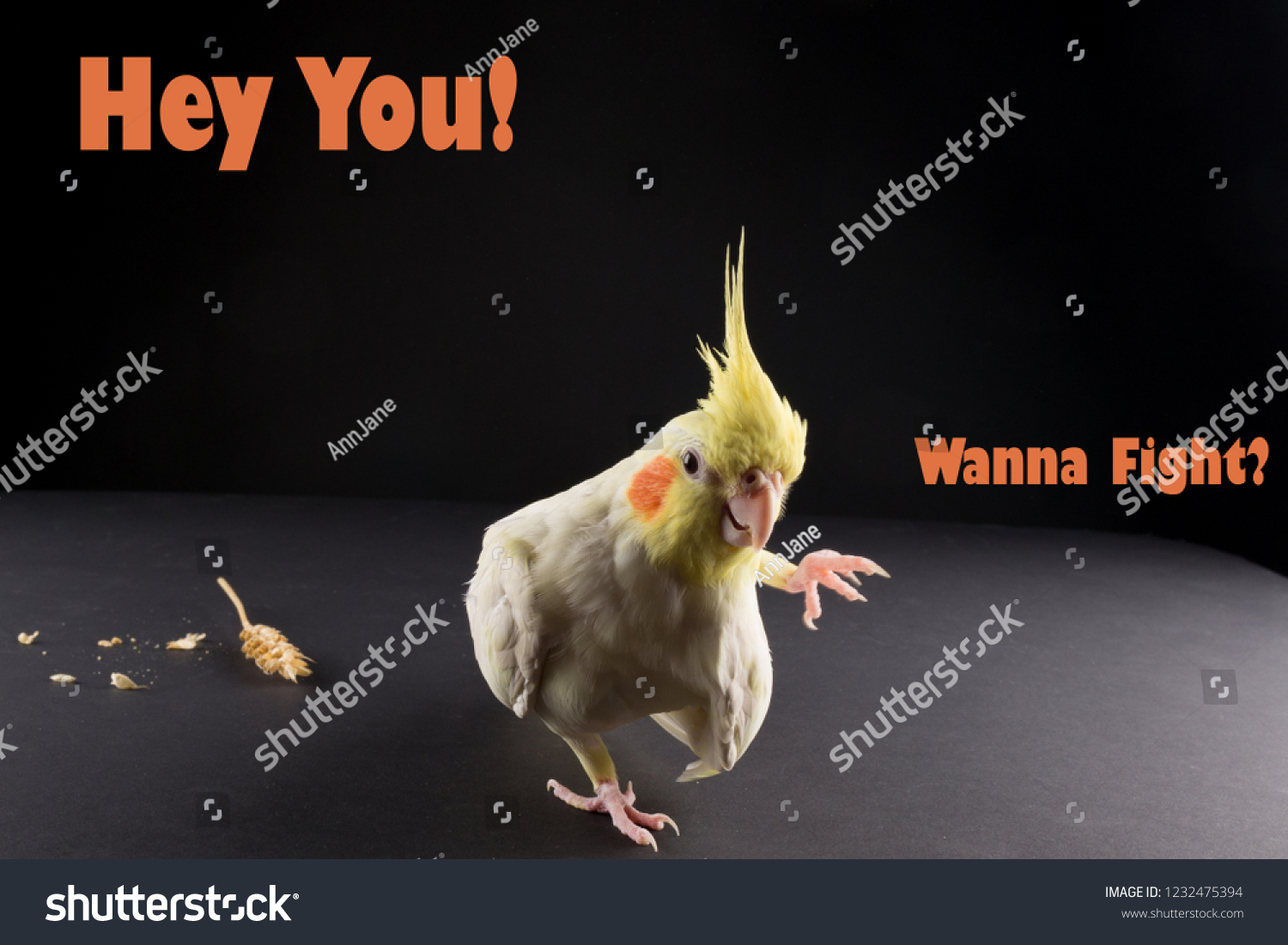 Funny Bird Memes Quote Hey You Stock Photo Edit Now