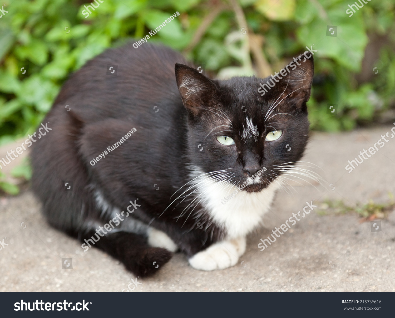 Funny Black White Cat Stock Photo 215736616 | Shutterstock