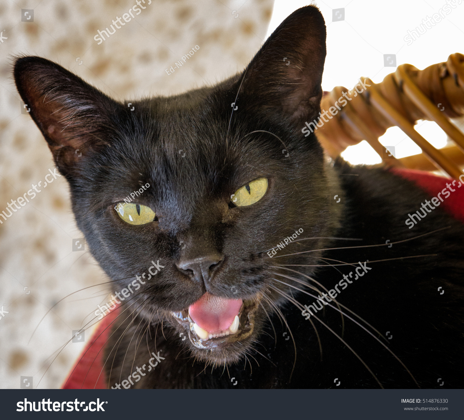 talking black cat