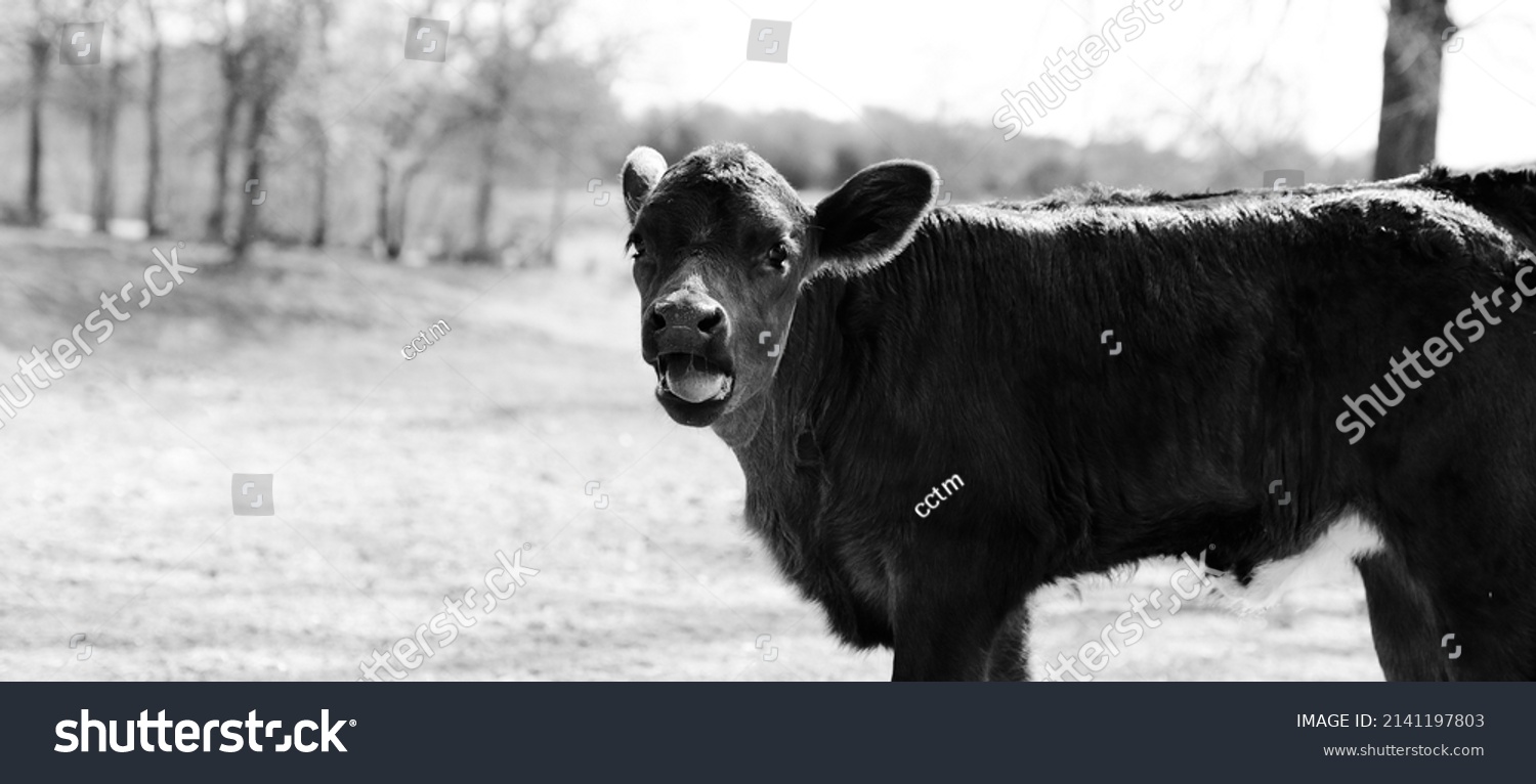 Funny Calf Face Mooing Black White Stock Photo 2141197803 | Shutterstock