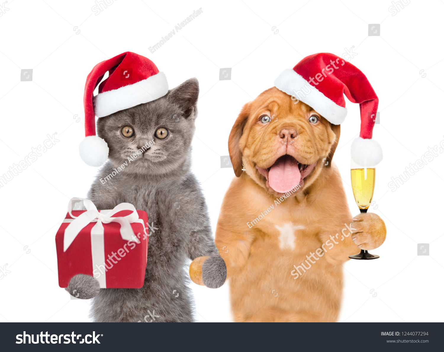 Funny Cat Dog Red Christmas Hats Stock Photo Edit Now 1244077294