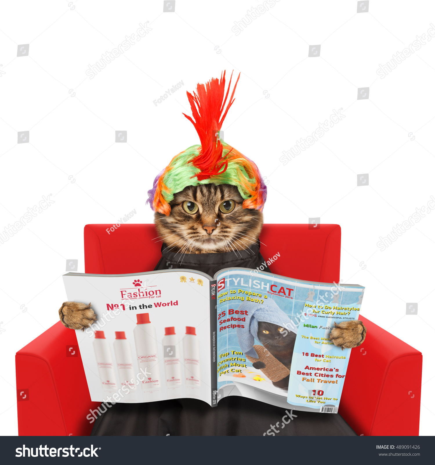 Funny Cat Hairdresser Reading Magazine On Stock Photo Edit Now