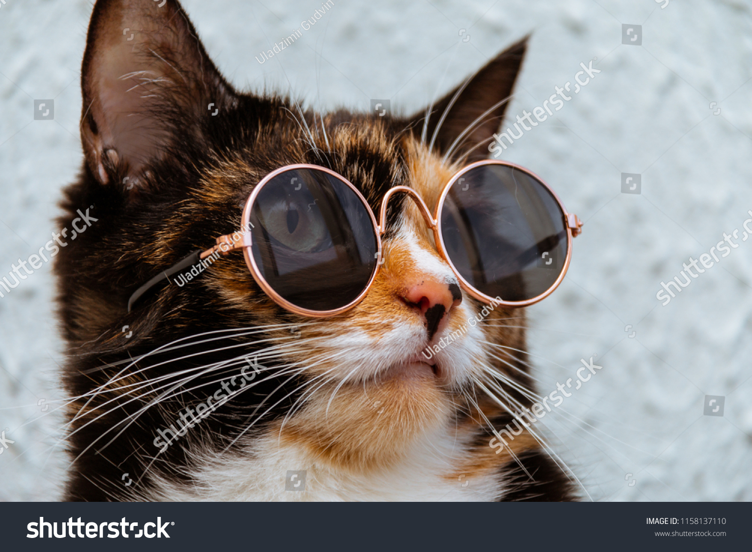 Funny Cat Round Sunglasses Closeup Stock Photo Edit Now 1158137110