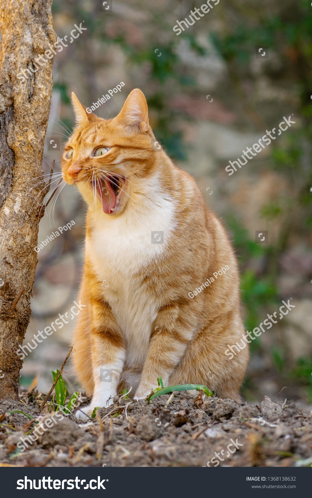 Funny Cat Garden Looks Like Meme Stock Photo Shutterstock