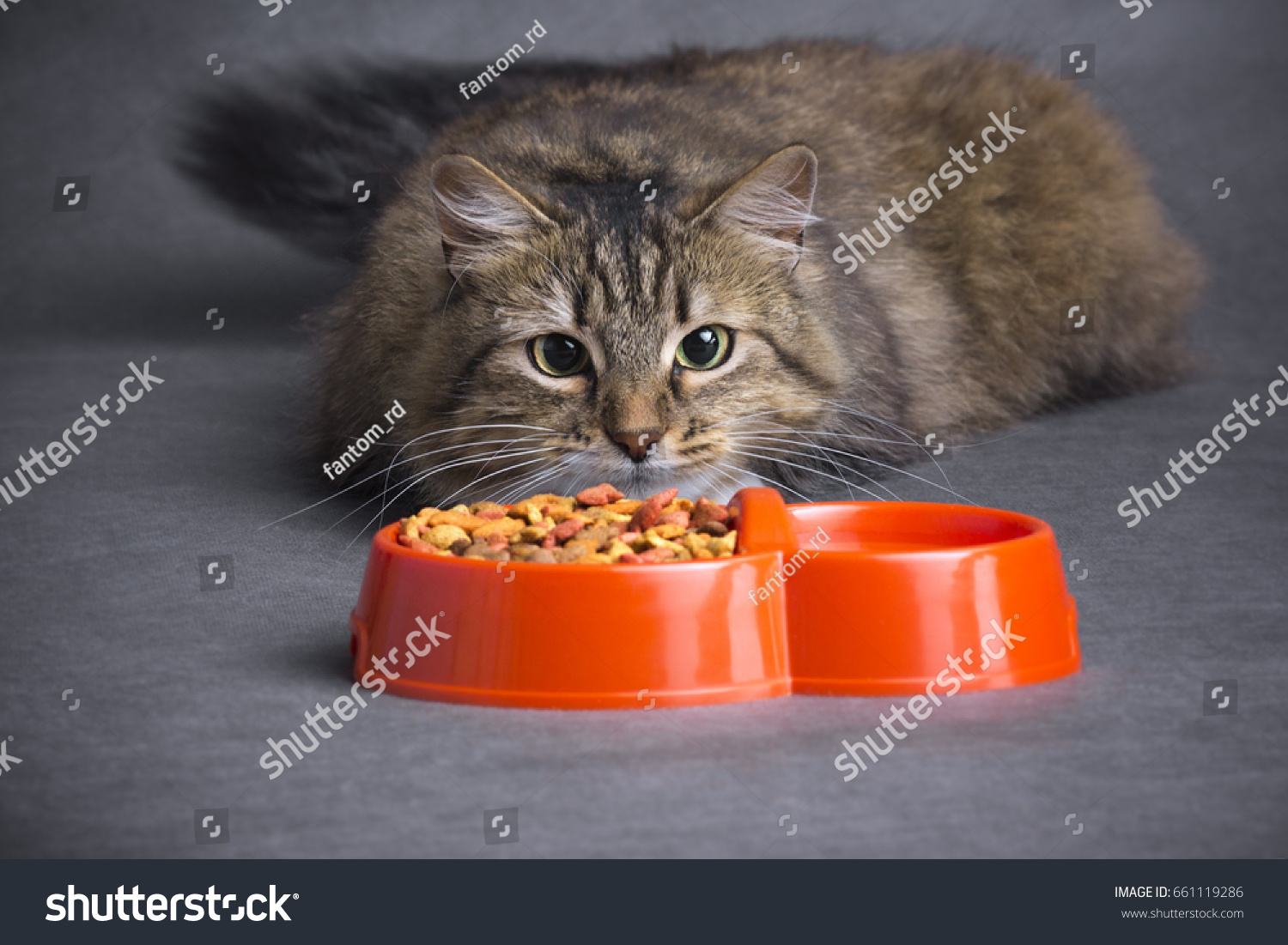 rd cat food