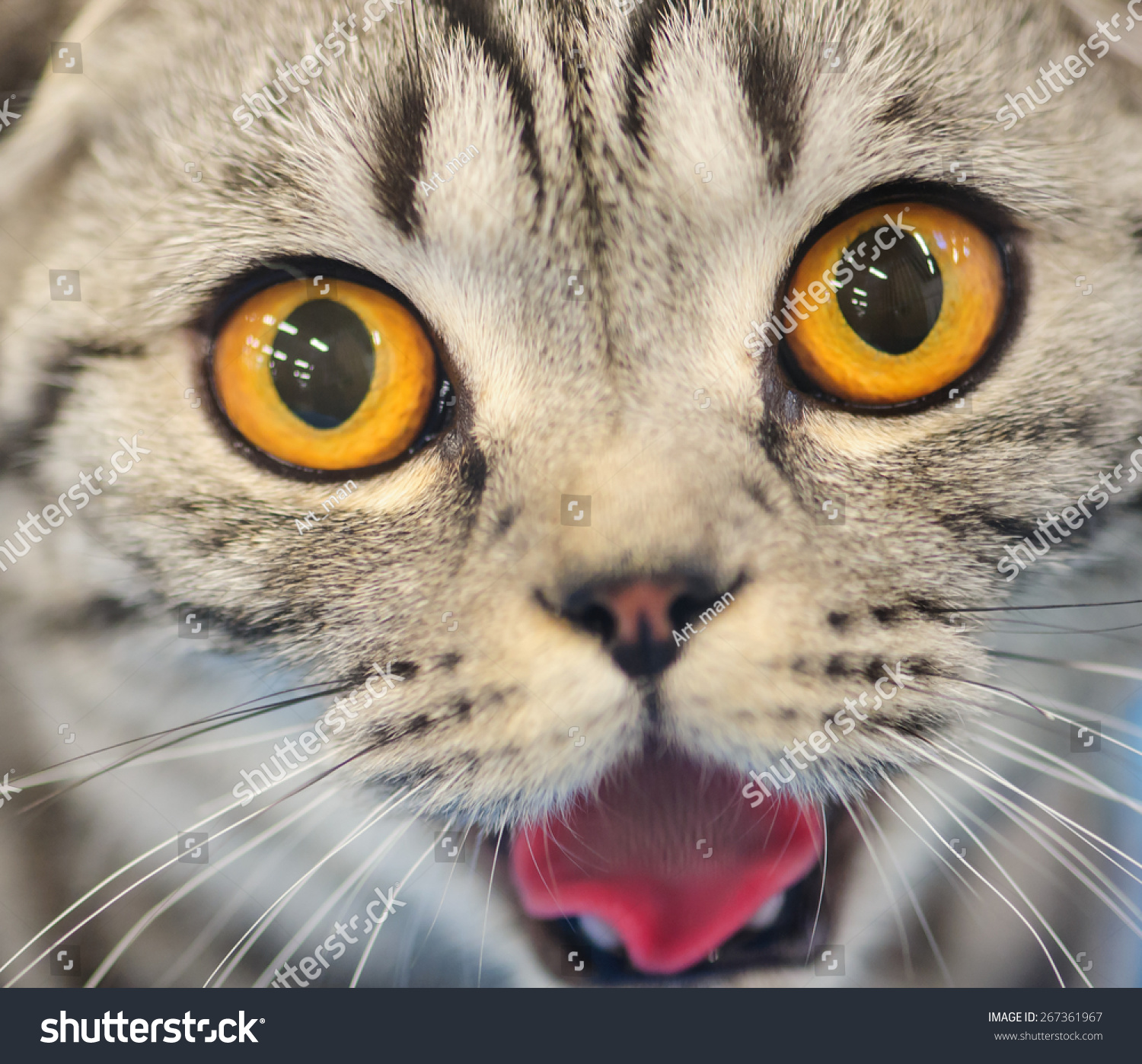 Funny Cat Blurred Background Stock Photo 267361967 - Shutterstock