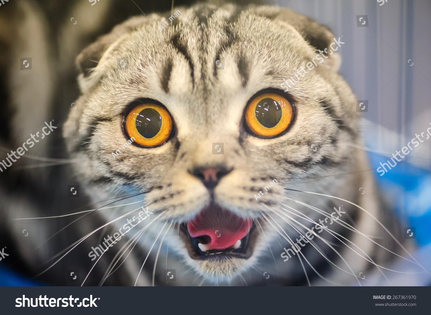 Funny Cat With Blurred Background Stock Photo 267361970 : Shutterstock