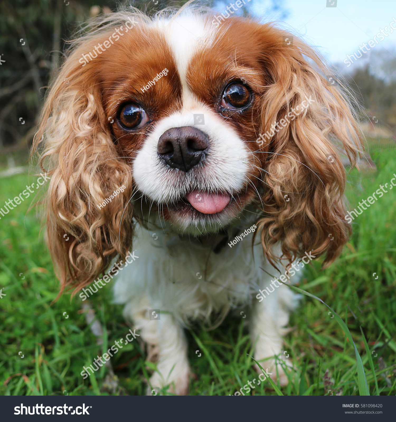 funny king charles cavalier pictures