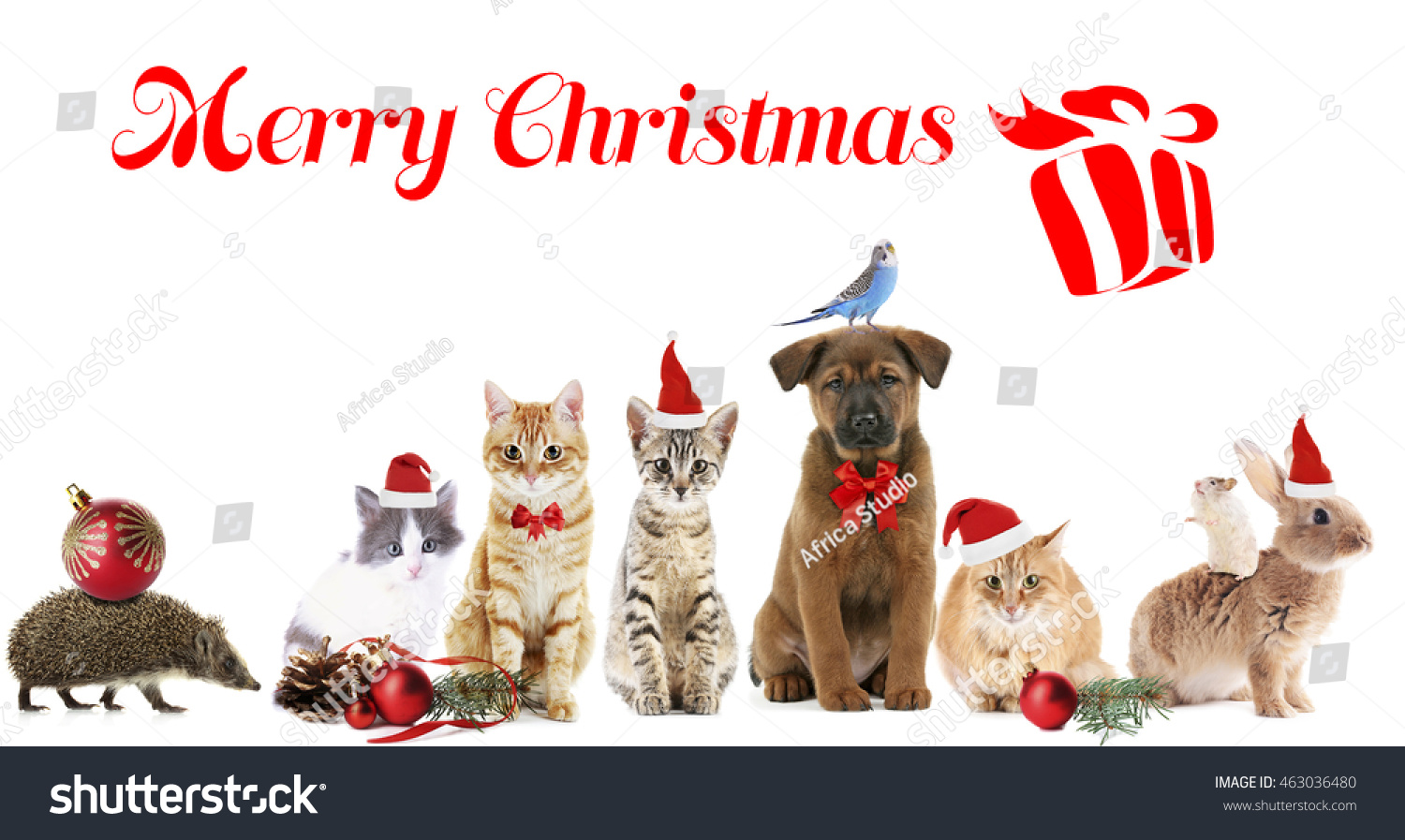 1 Whiskerdog Images, Stock Photos & Vectors | Shutterstock