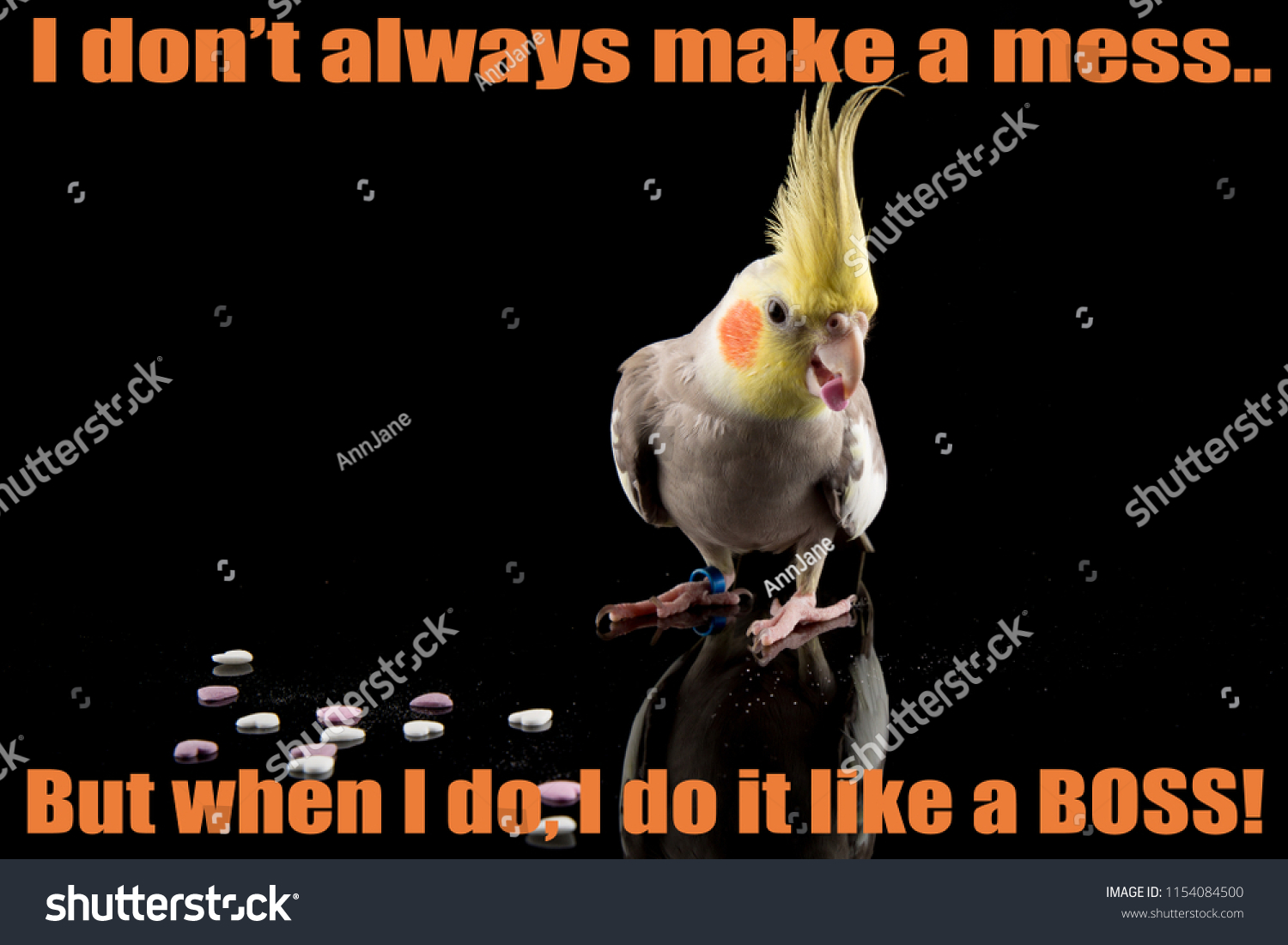 Funny Cockatiel Quote Cute Parrot Meme Stock Photo Edit Now