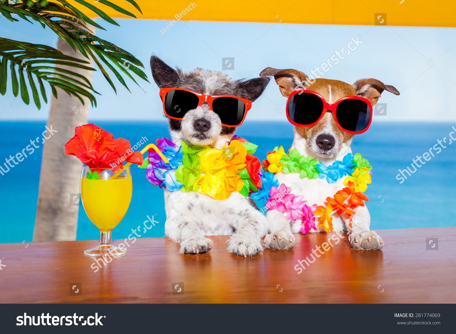 Funny Cool Couple Of Dogs Drinking Cocktails At The Bar In A Beach Club ...