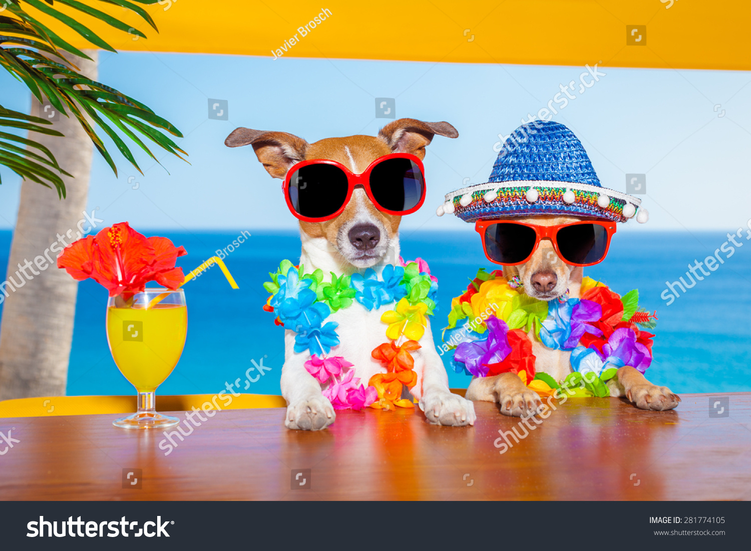 Funny Cool Couple Dogs Drinking Cocktails Stock Photo 281774105 ...