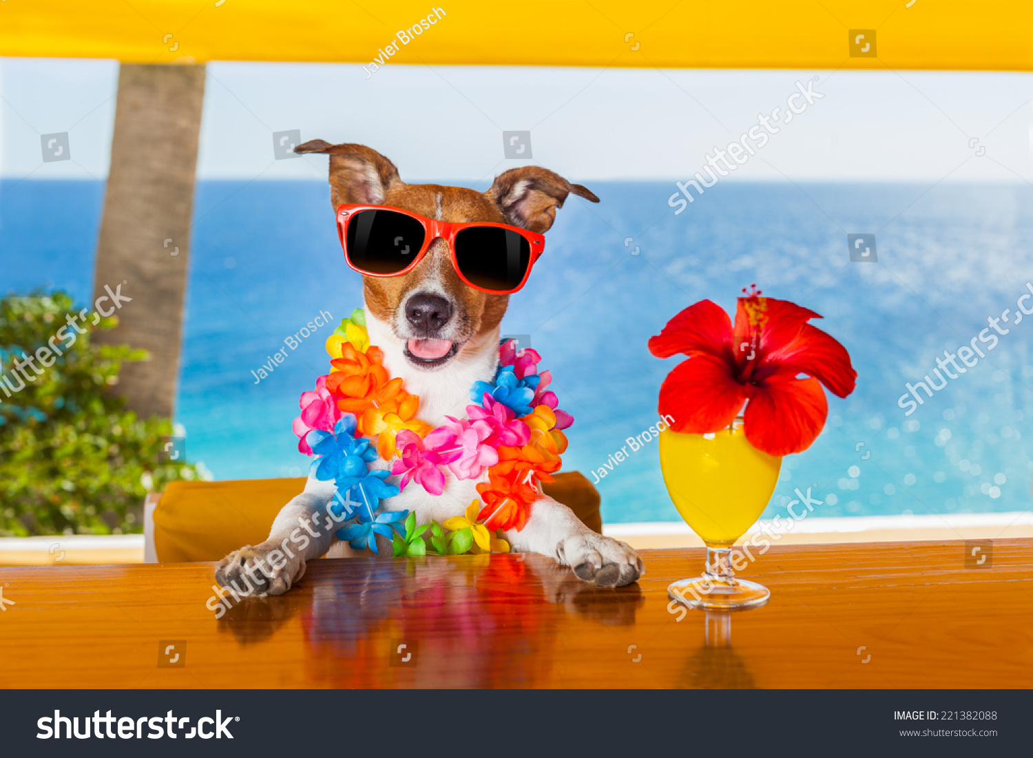 Funny Cool Dog Drinking Cocktails Bar Stock Photo 221382088 - Shutterstock