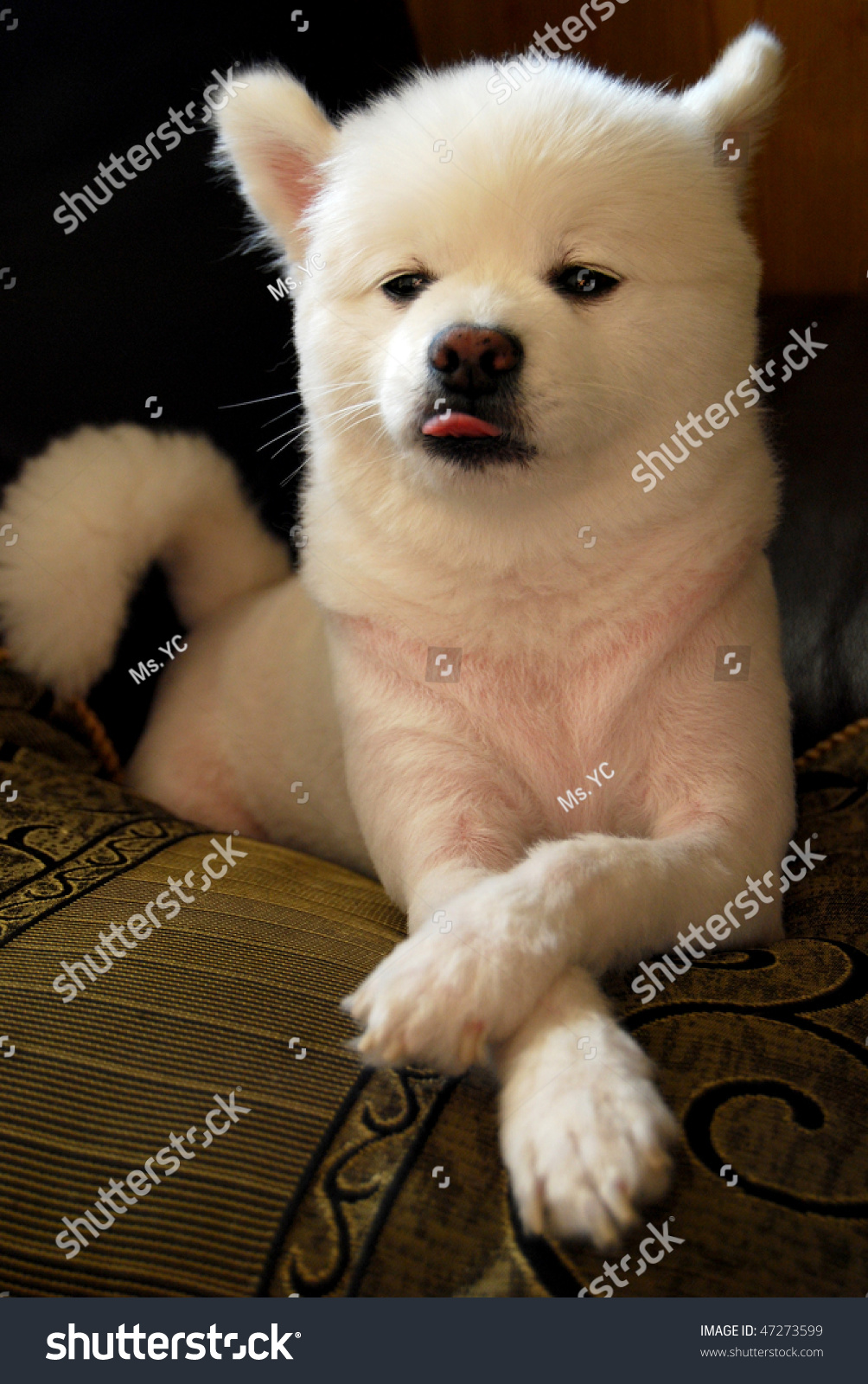 Funny Dog Face Expression Stock Photo 47273599 : Shutterstock