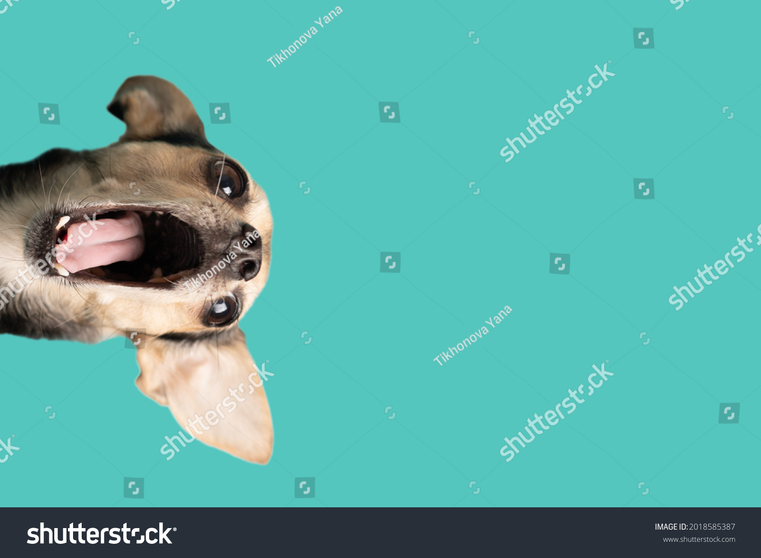 1,526 Dog screaming Stock Photos, Images & Photography | Shutterstock